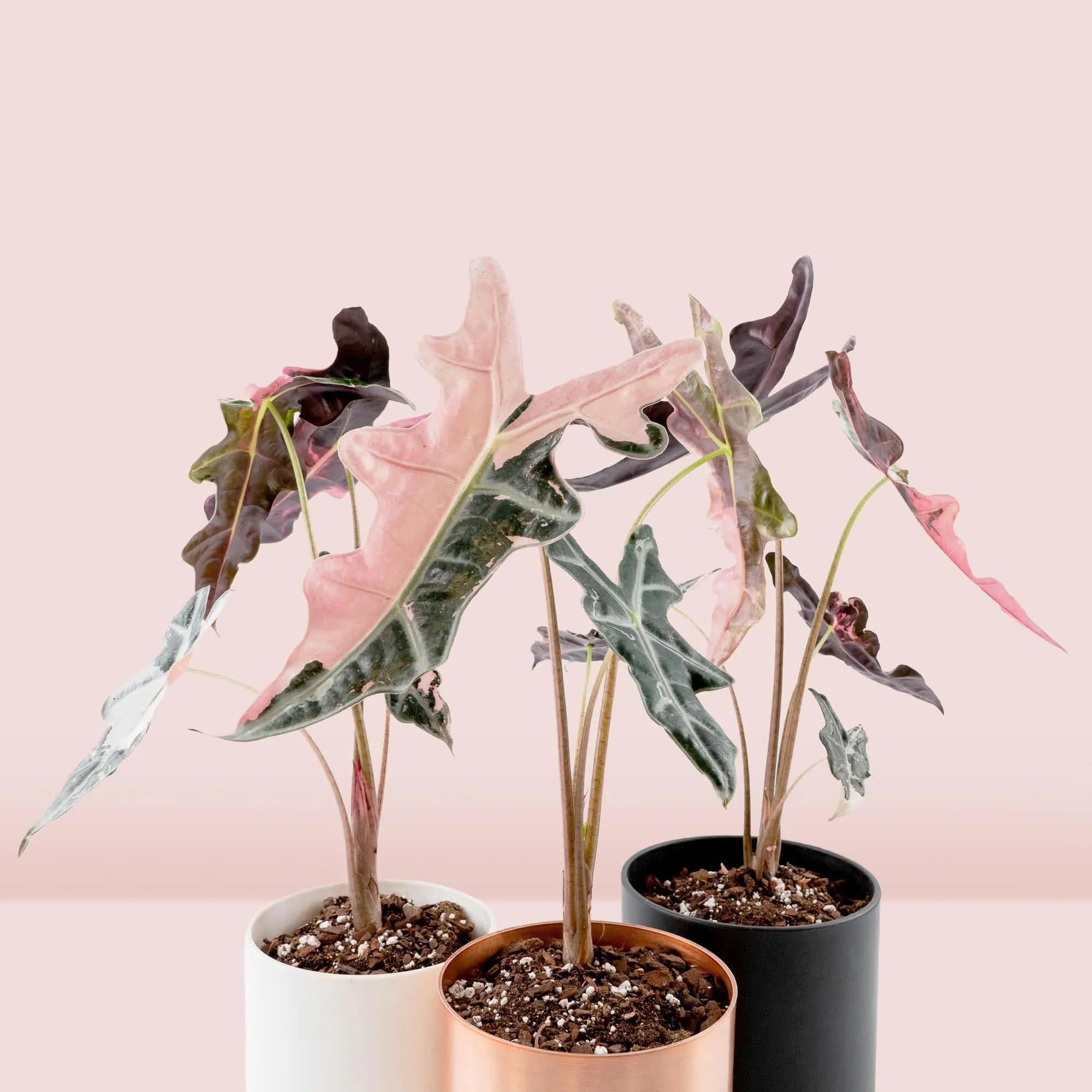 Alocasia Sanderiana 'Nobilis' Pink Variegated
