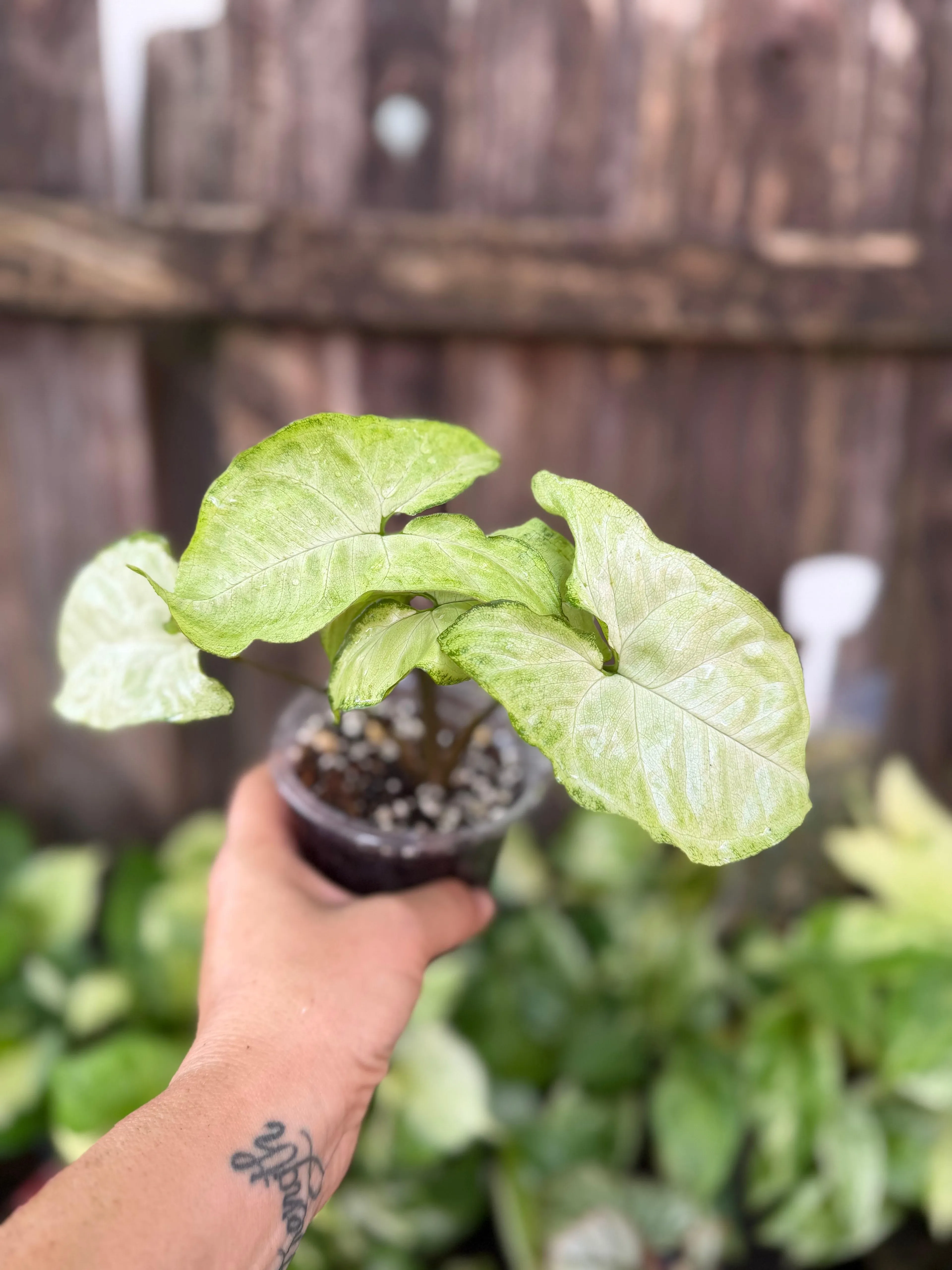 Syngonium 'White Butterfly' | 4" Pot