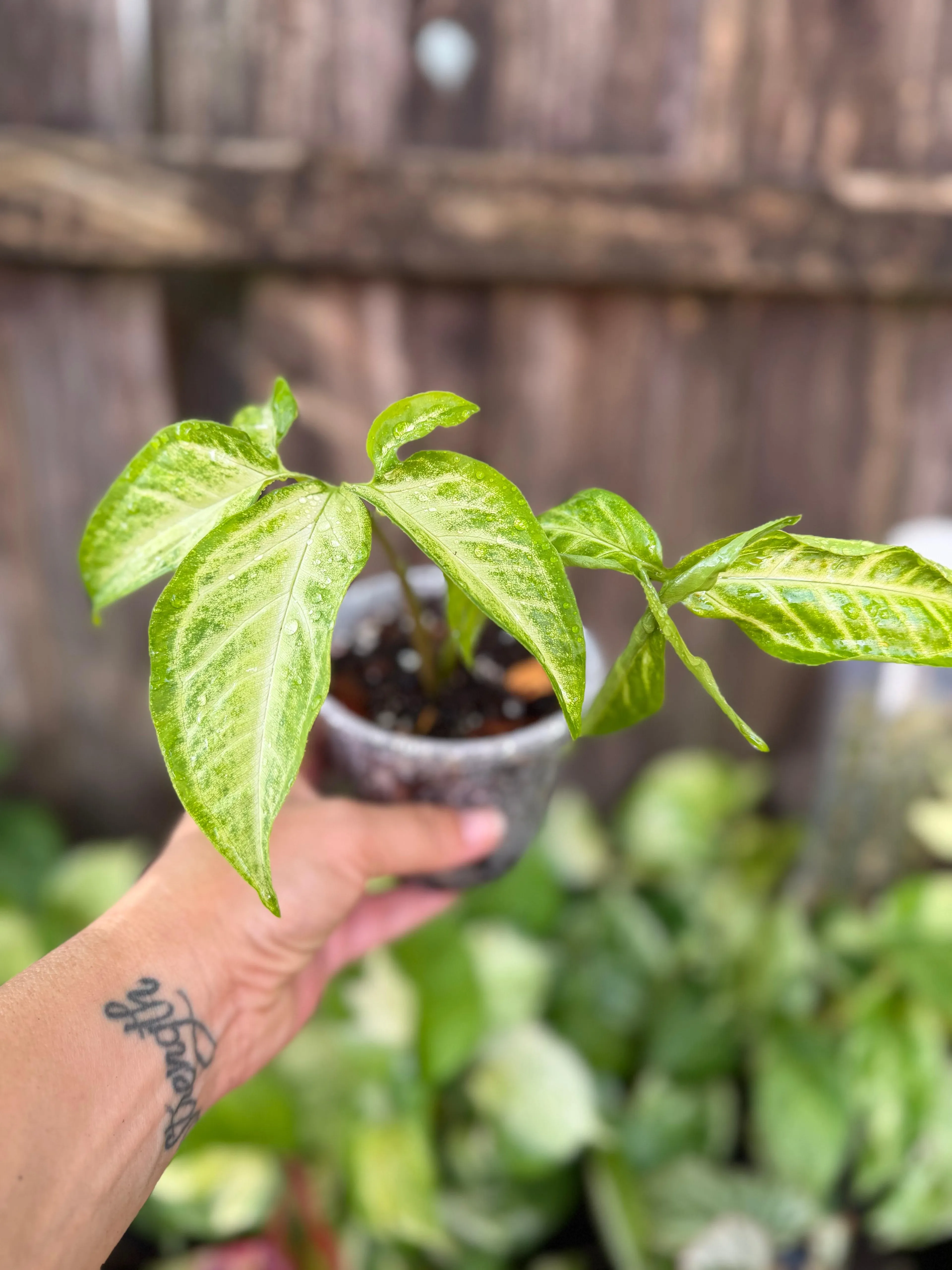 Syngonium 'Angustatum' | 4" Pot