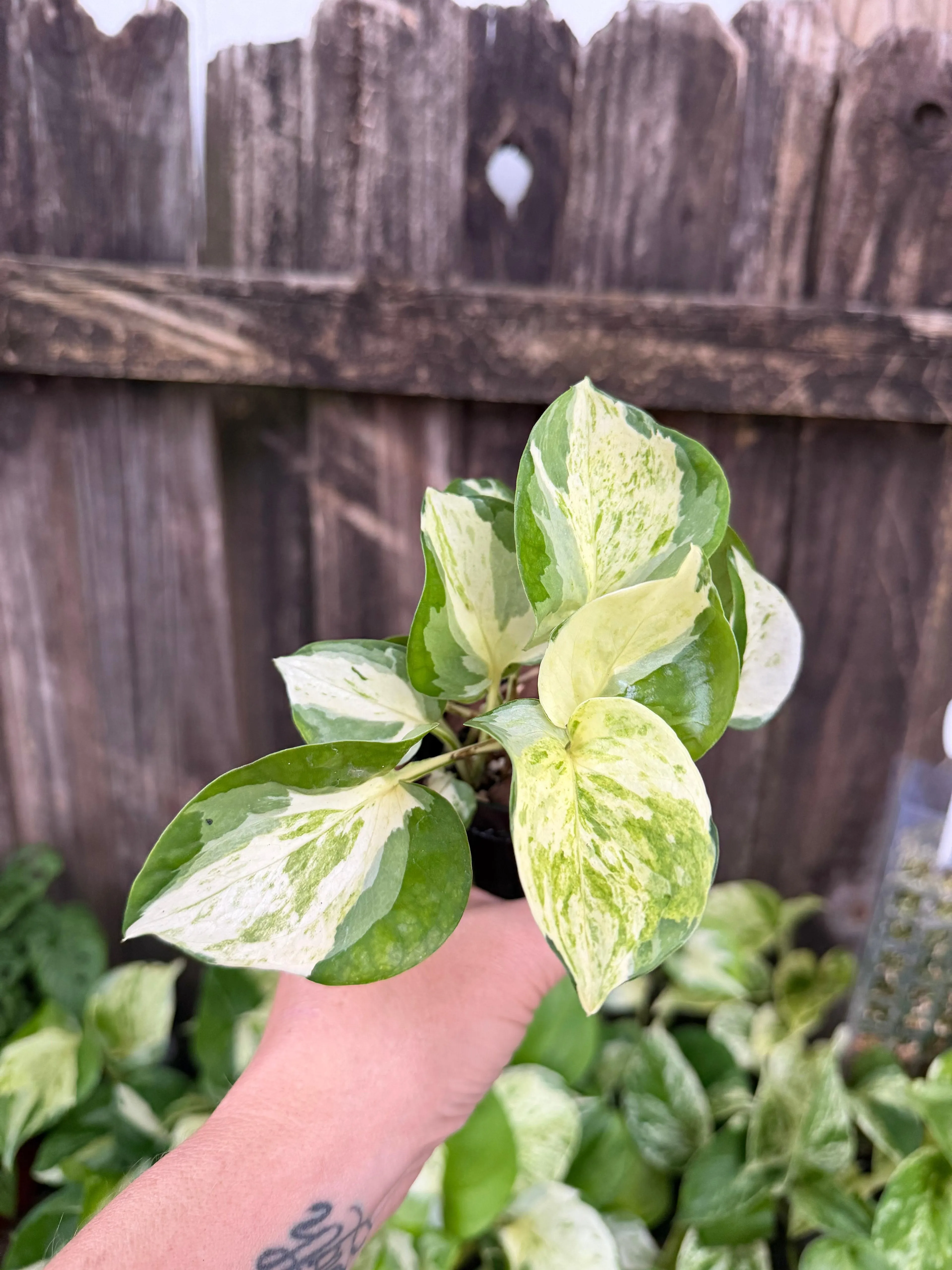 Pothos 'Manjula' | 3" Pot