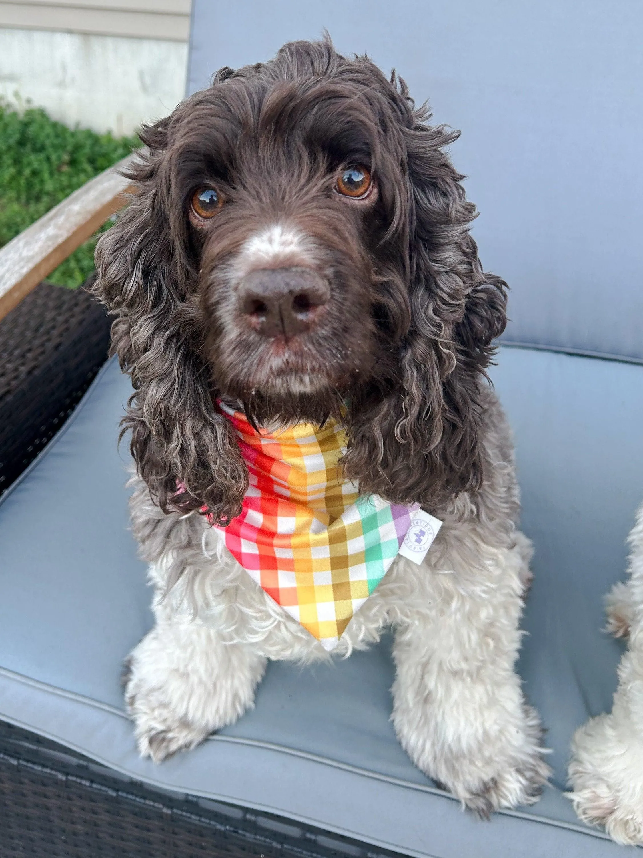 Starry Spring Bandana - Reversible