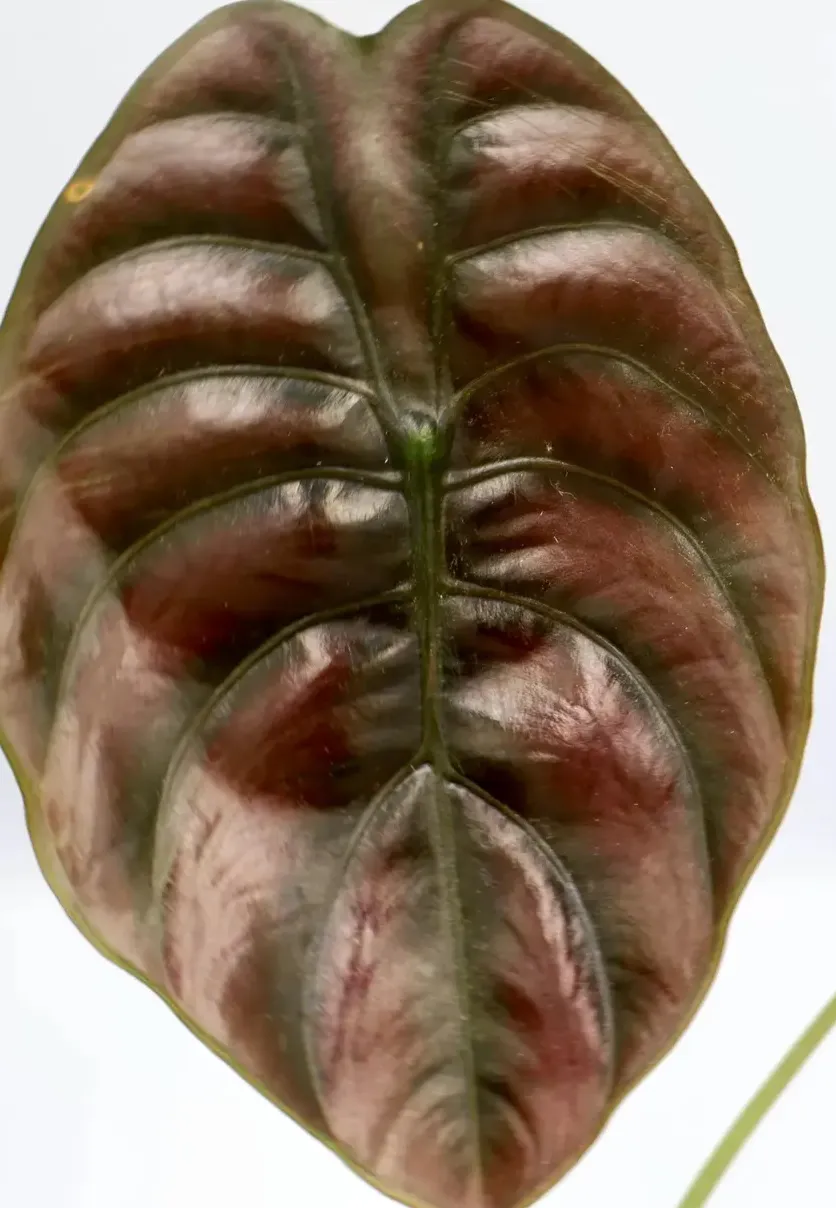 Alocasia cuprea 'Red Secret' Tissue Culture