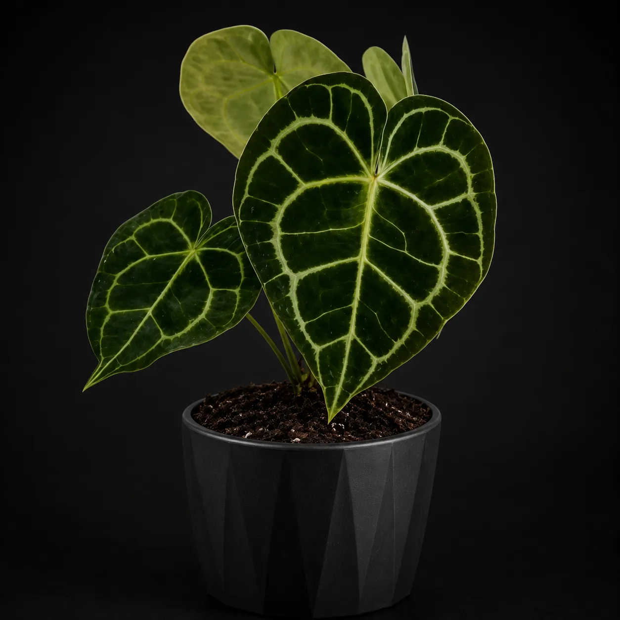 Anthurium Clarinervium Tissue Culture