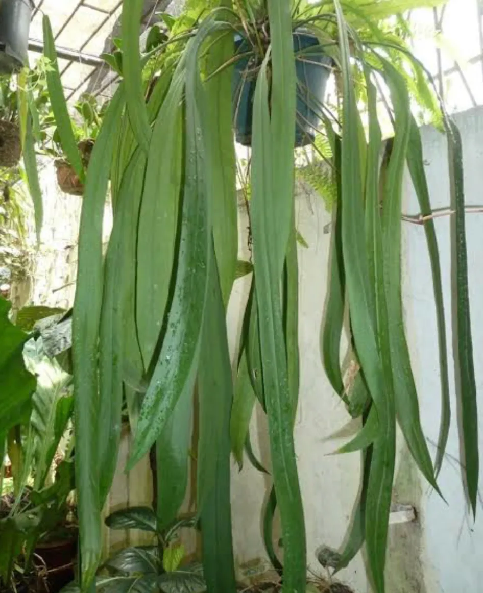 Anthurium Vittariifolium Tissue Culture