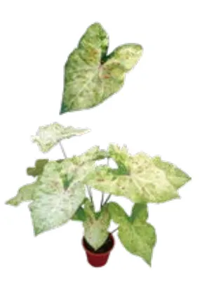 Caladium Matcha Tissue Culture