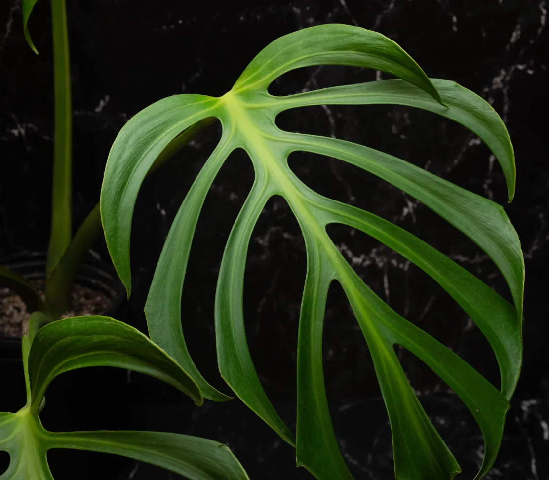 Monstera dilacerata 'Burle Marx Flame' Tissue Culture