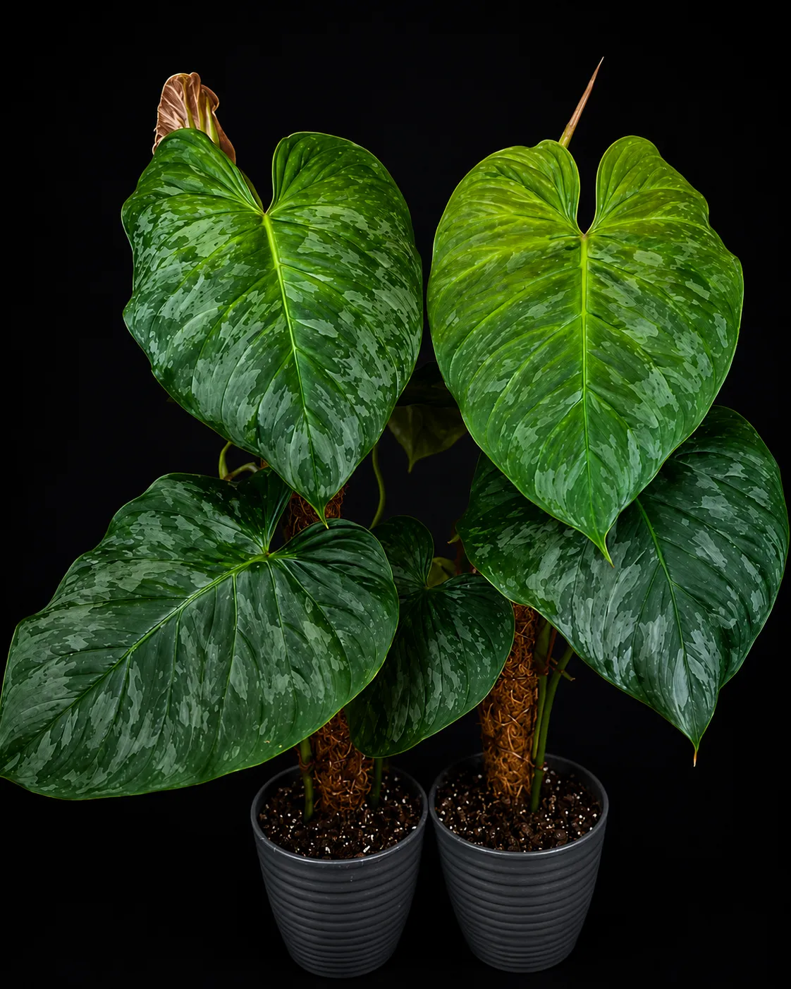 Philodendron 'Majestic' Tissue Culture