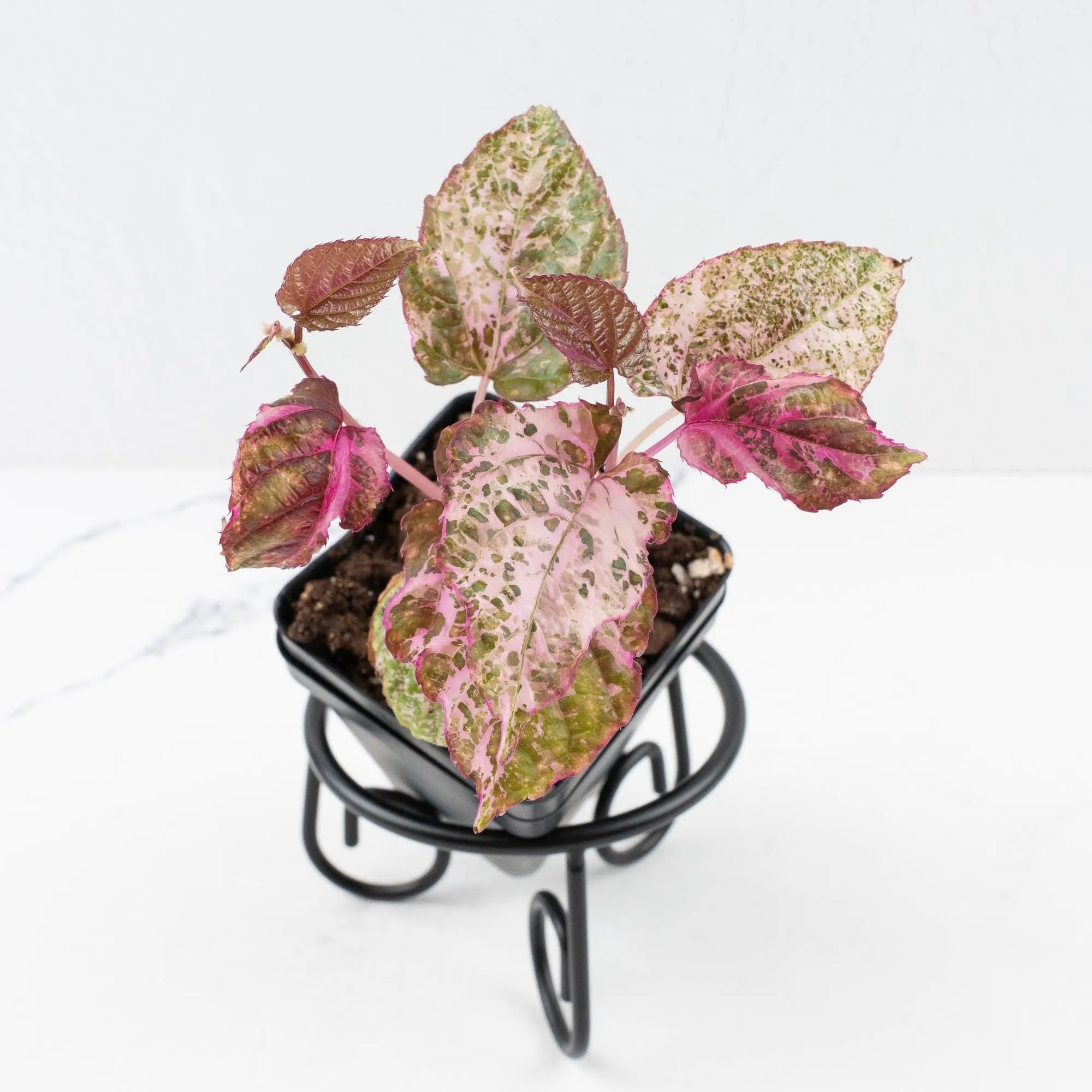Cissus discolor variegated