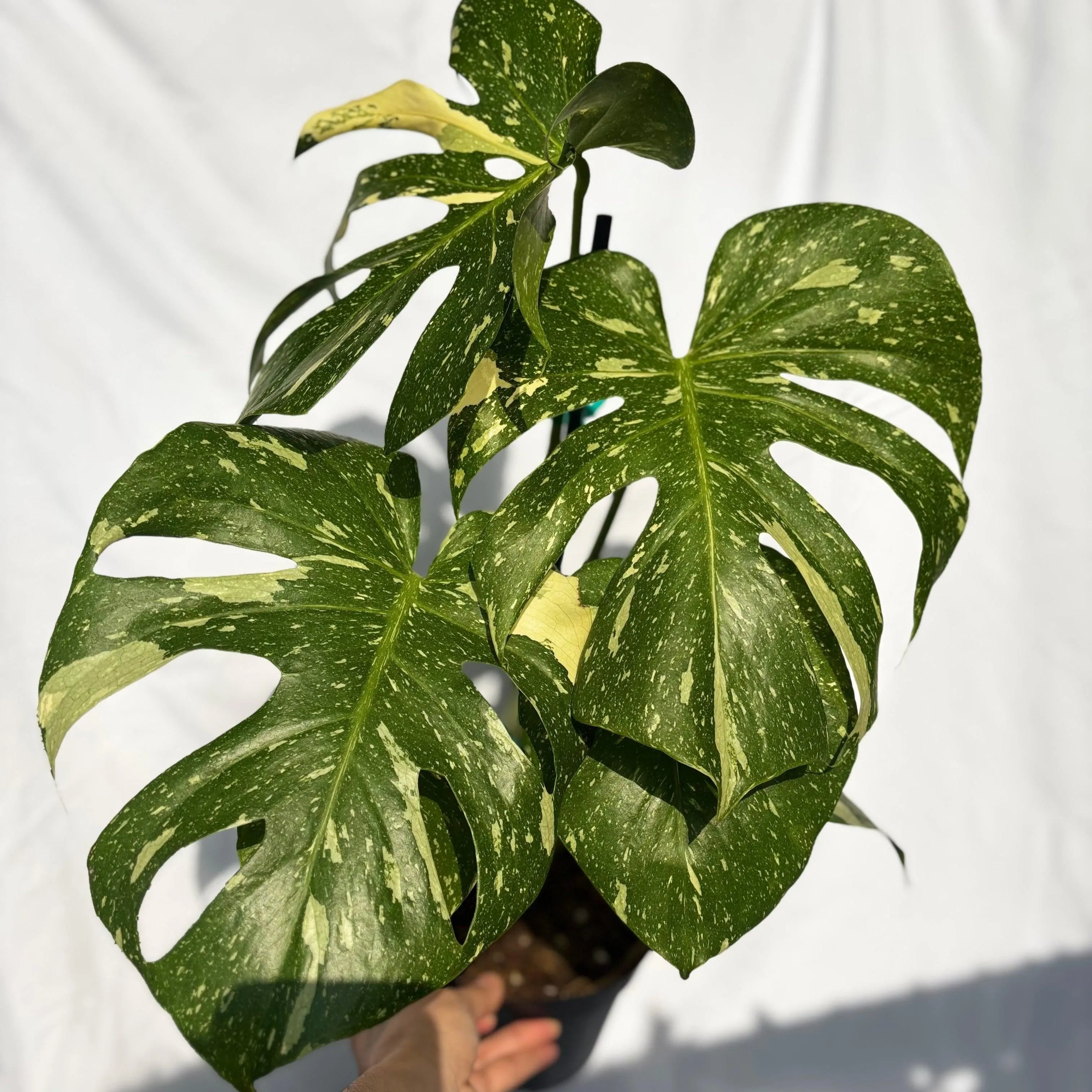 Monstera Thai Constellation