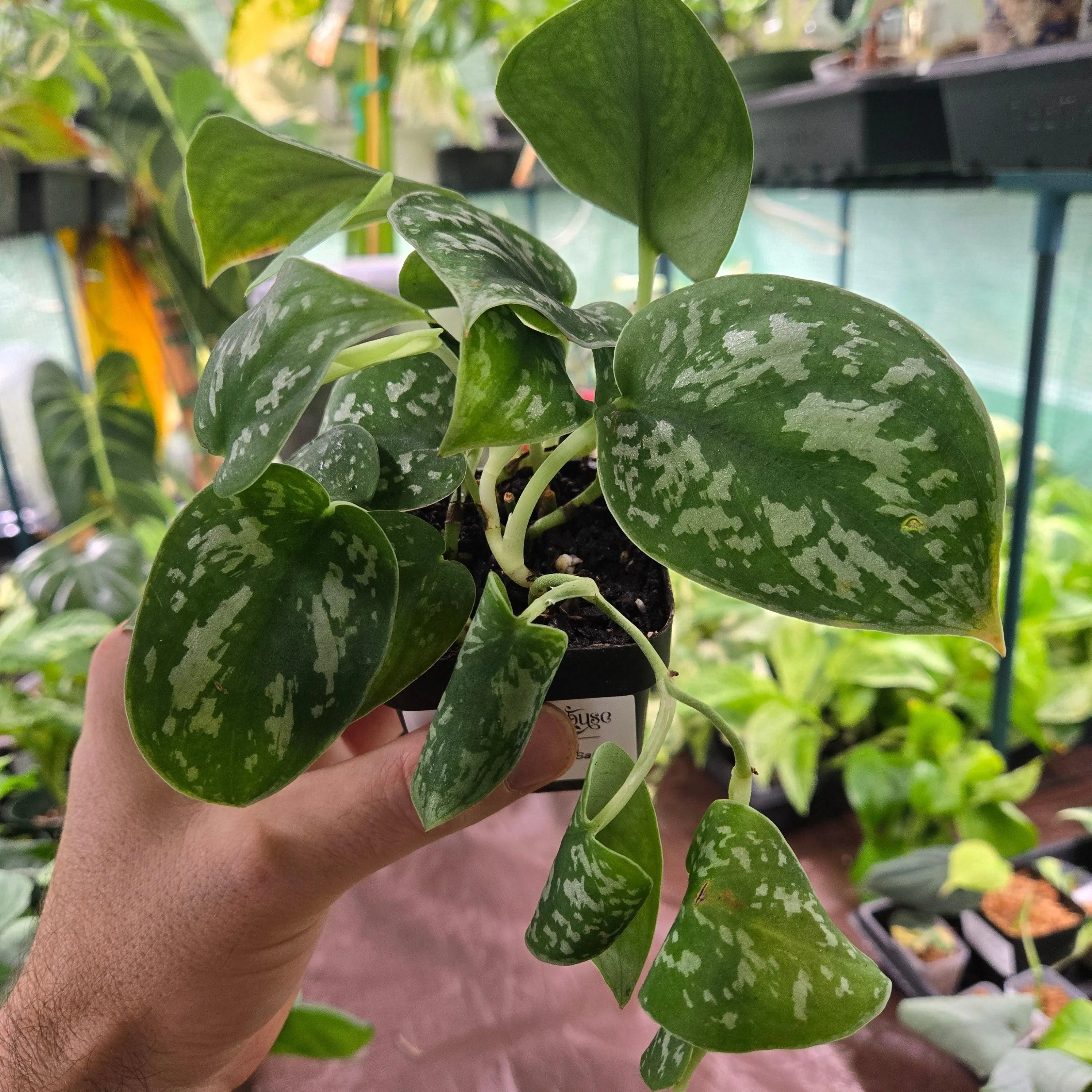 Scindapsus Silver Satin
