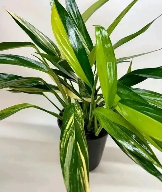 Epipremnum Silver Streak Var
