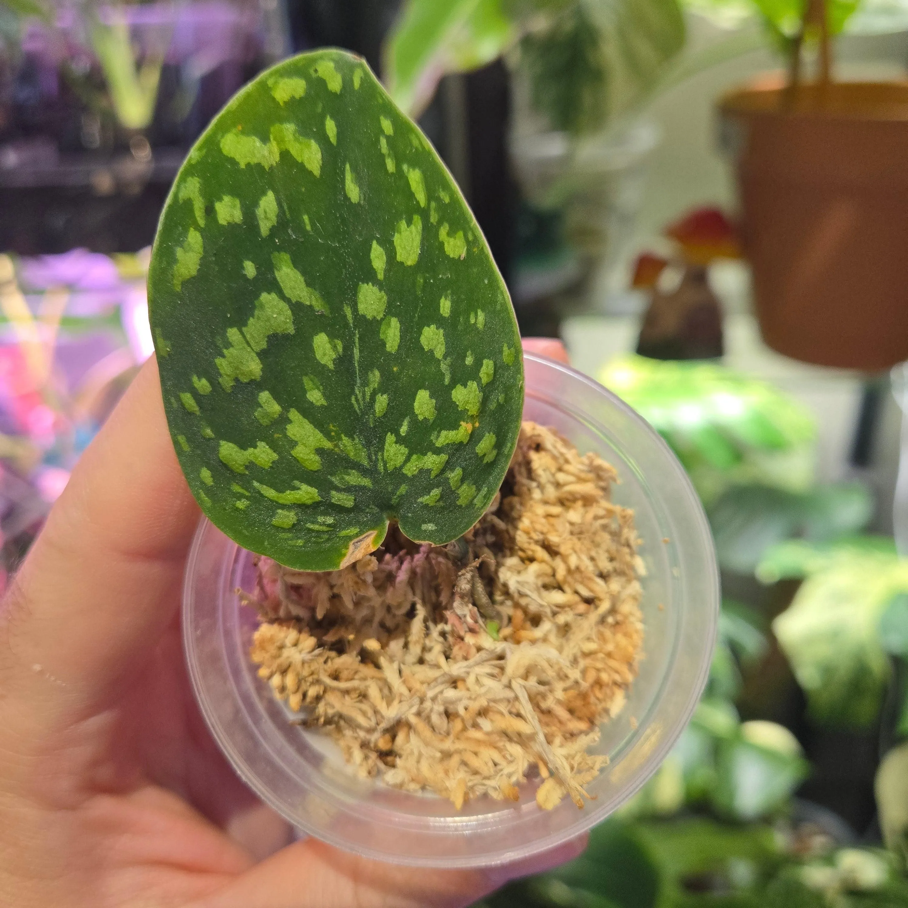 Scindapsus Snake Scale