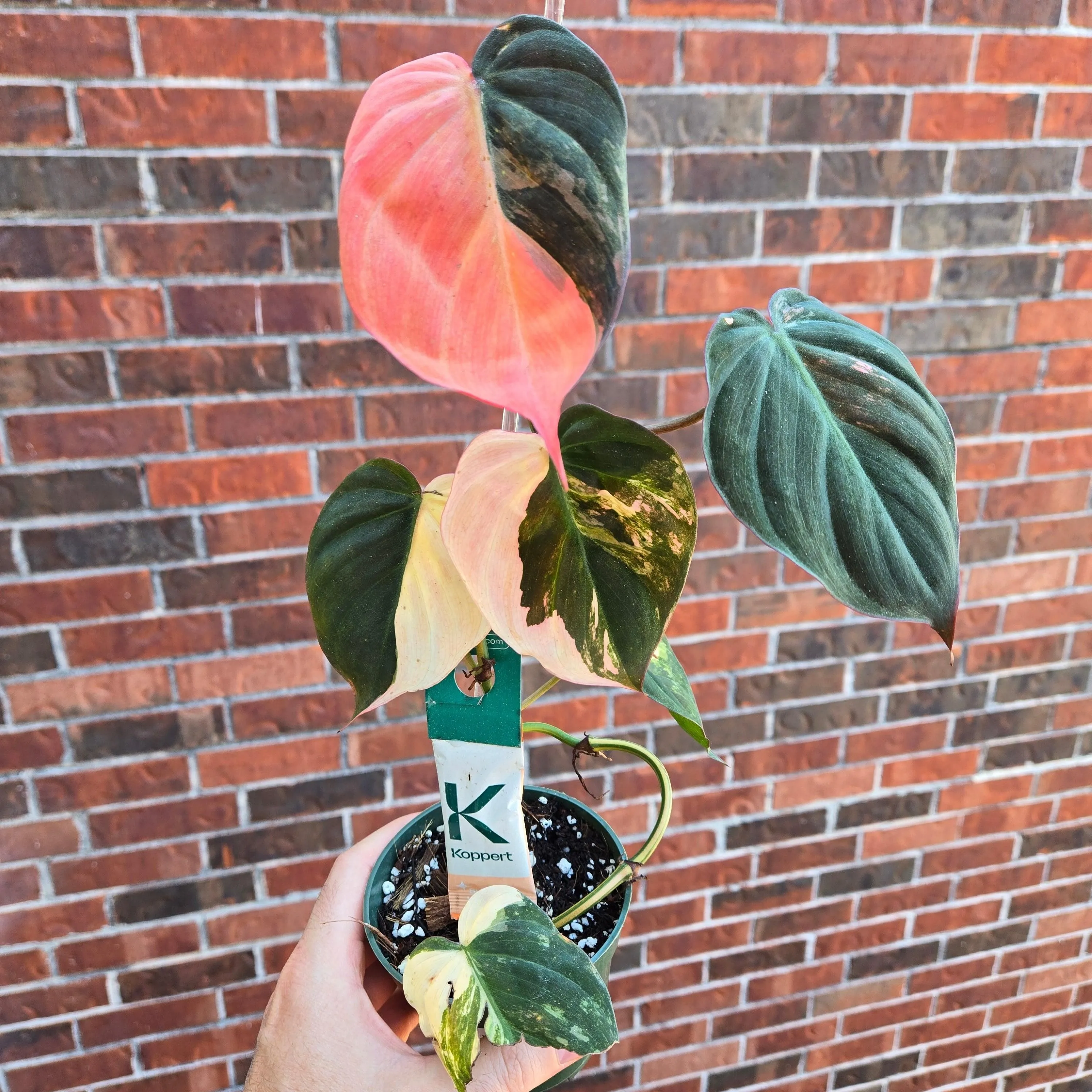 Philodendron Micans Var