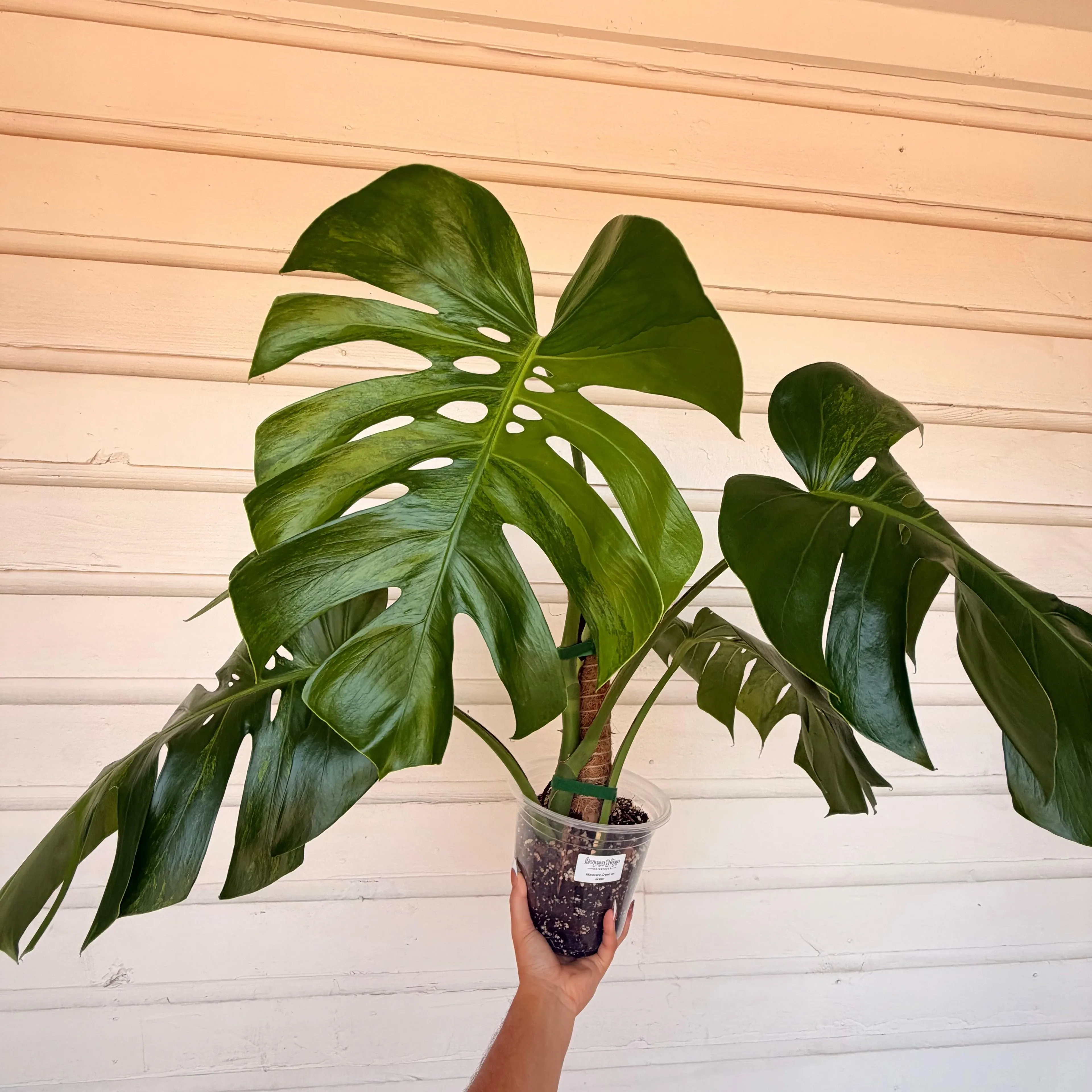 Monstera Borsigiana Green on Green