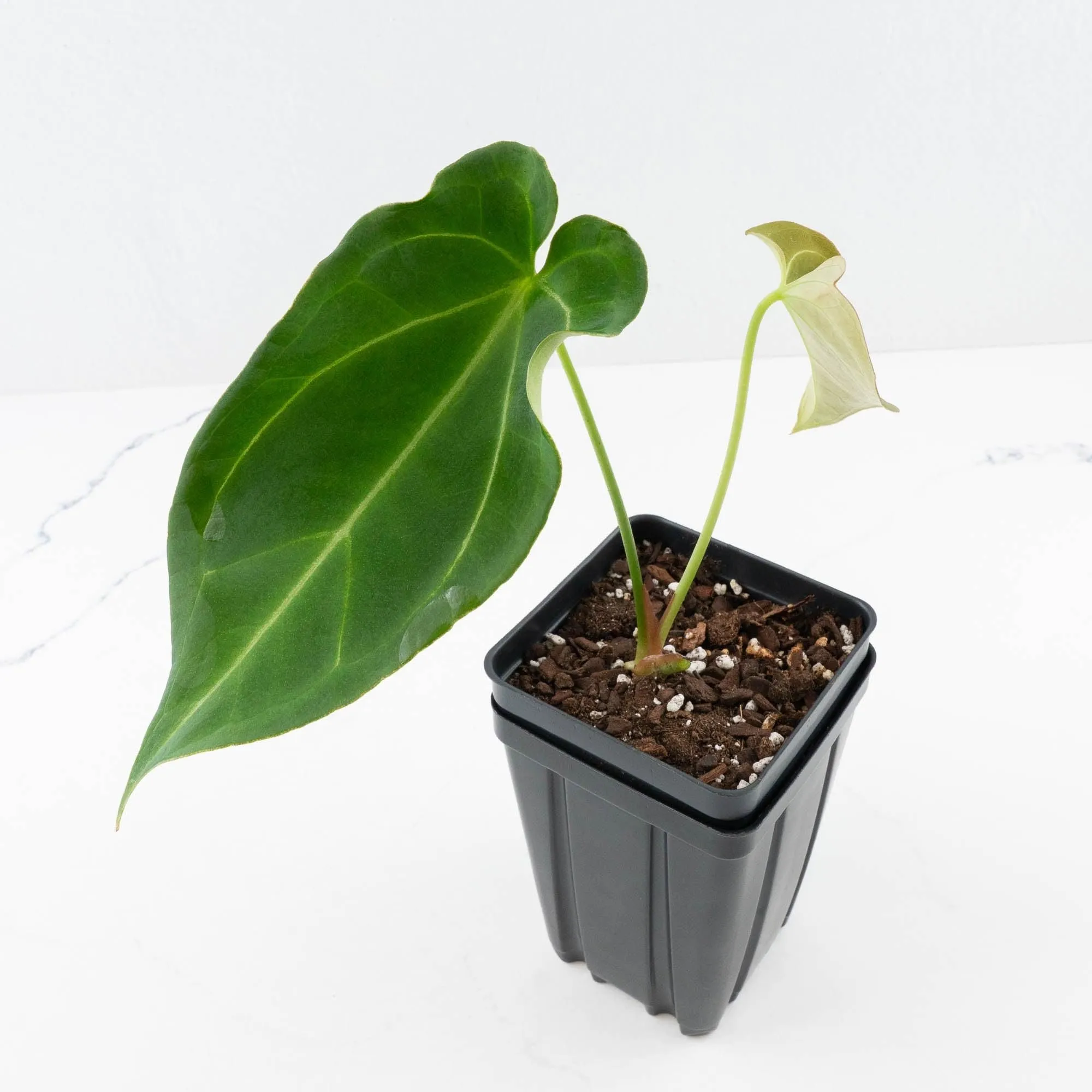 Anthurium Black Widow '43' x Forgetii '57' by DocBlock® (wk31-C)
