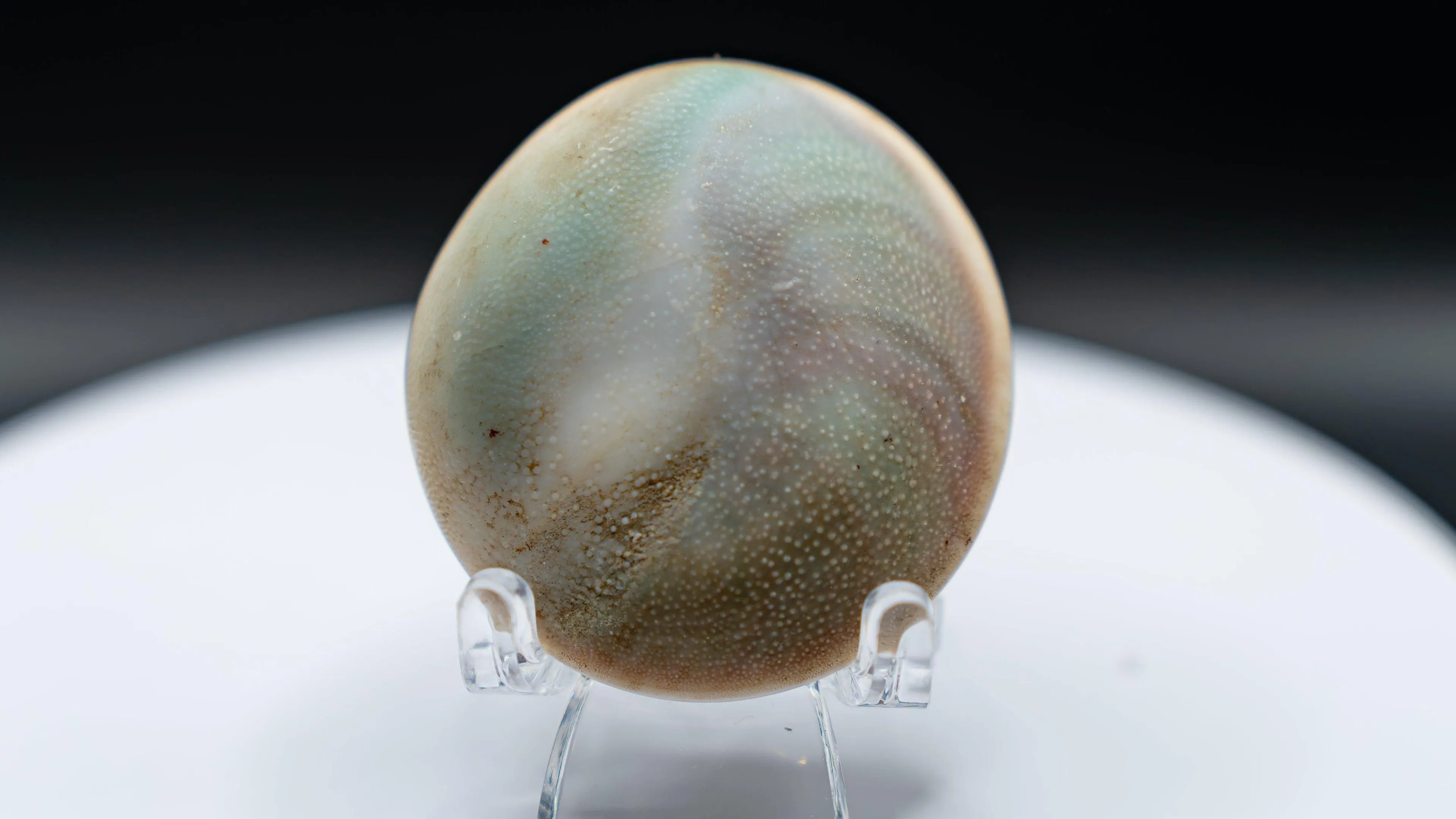 Shell Operculum ("Cat's Eye") – Madagascar