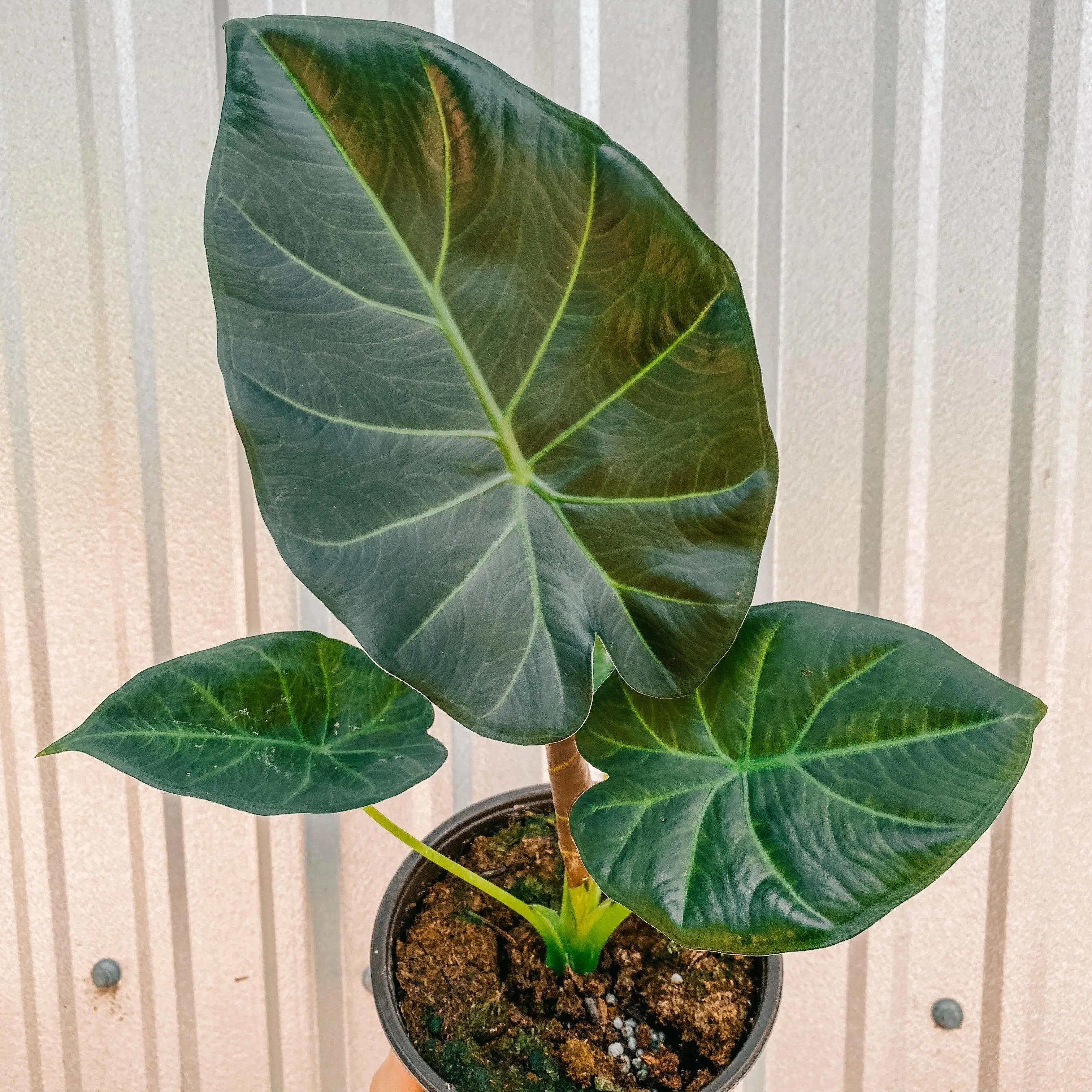 Alocasia Regal Shield 4"