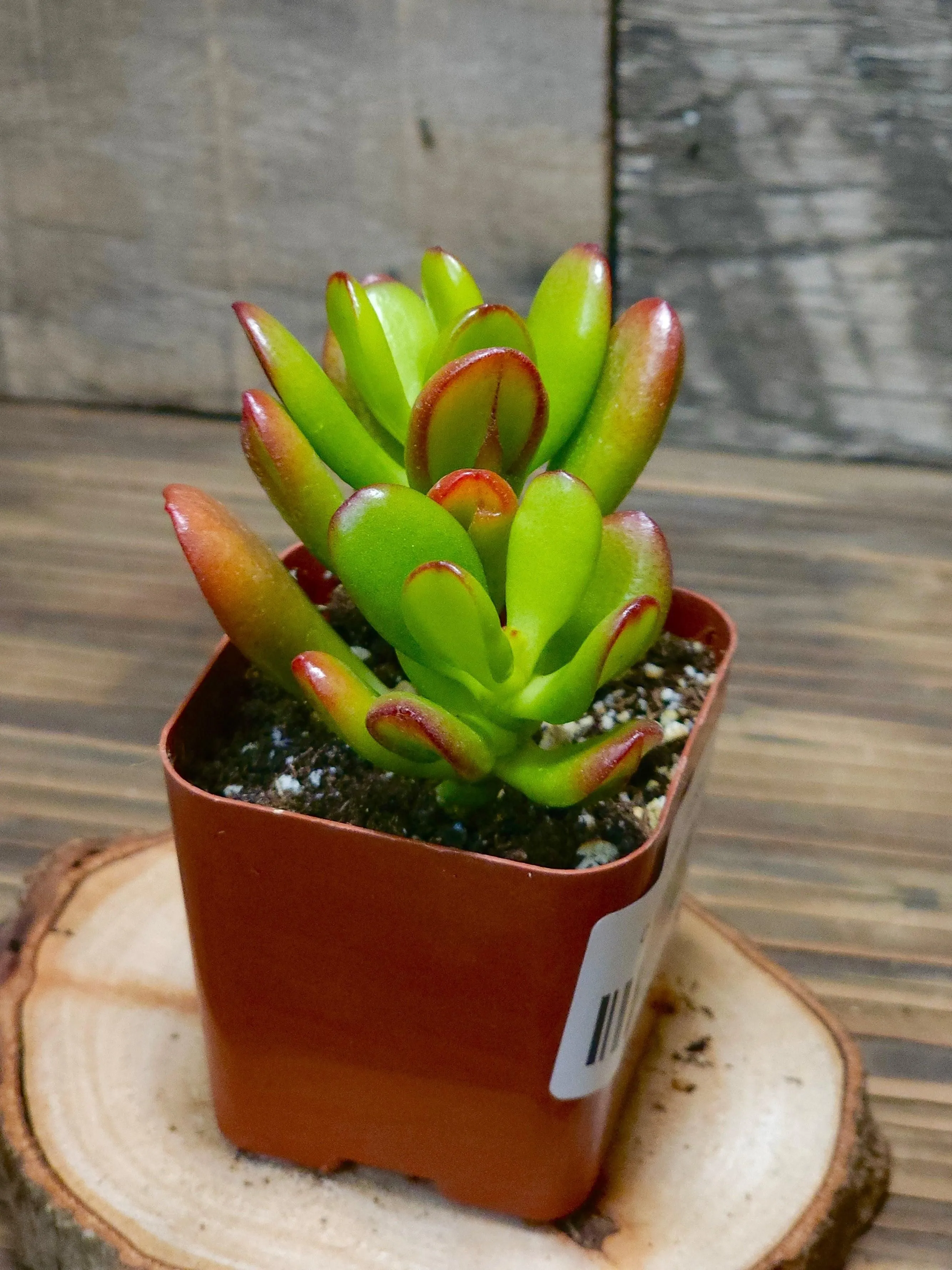 Crassula ovata - Hobbit - 2in