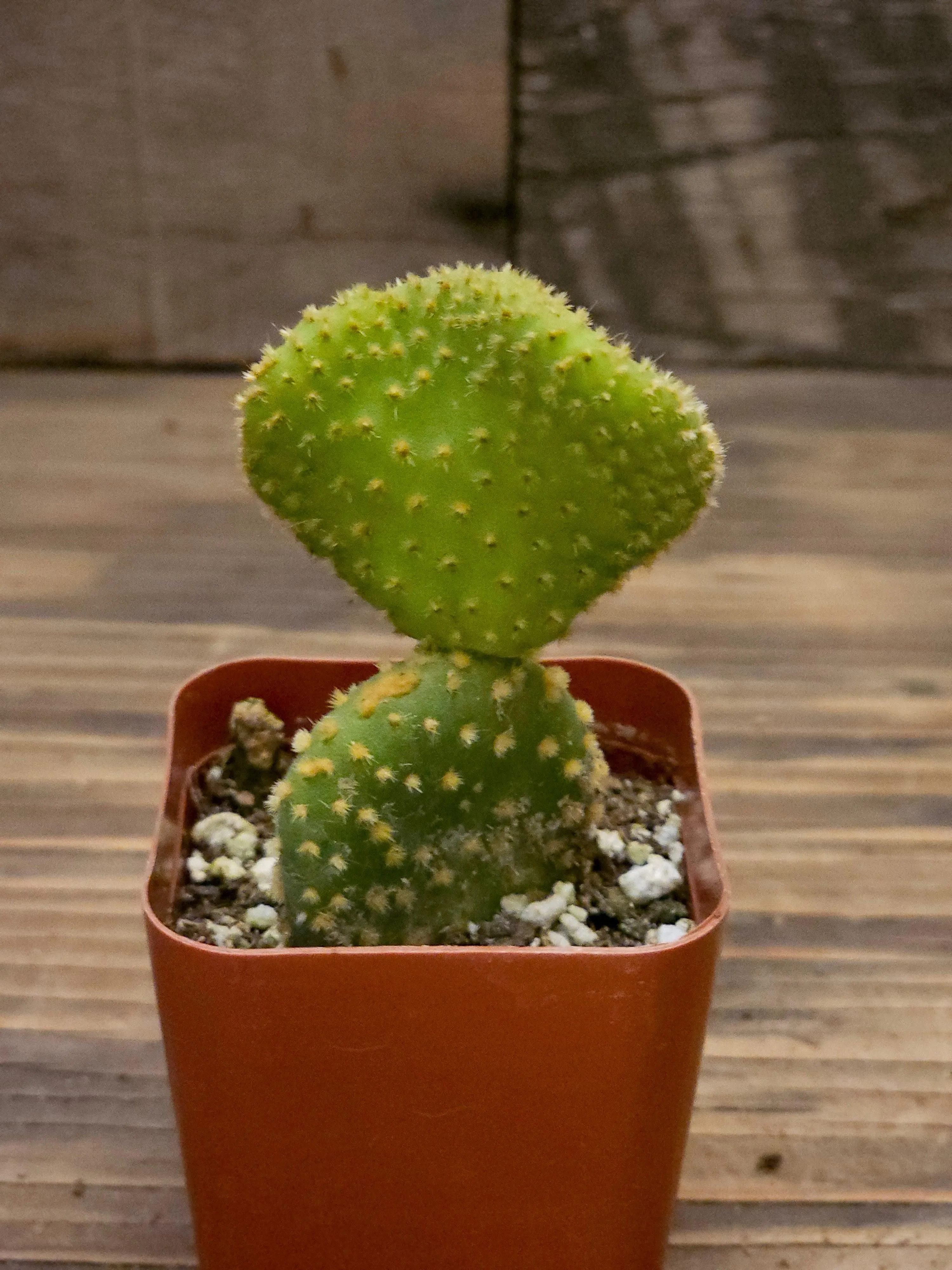 Opuntia microdasys 'Golden Swirl' – Swirl Cactus - 4in