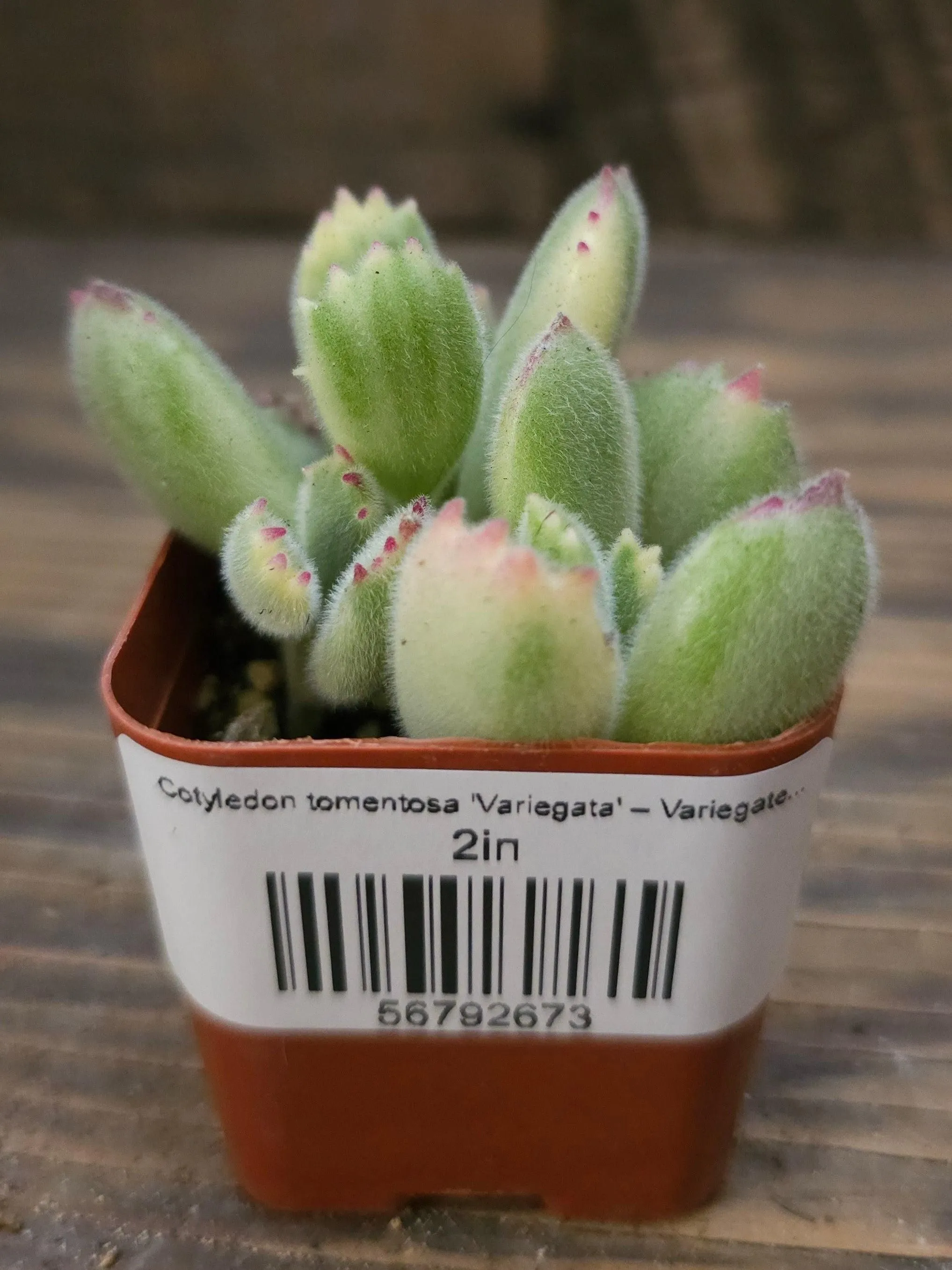 Cotyledon tomentosa 'Variegata' – Variegated Bear's Paw - 2in