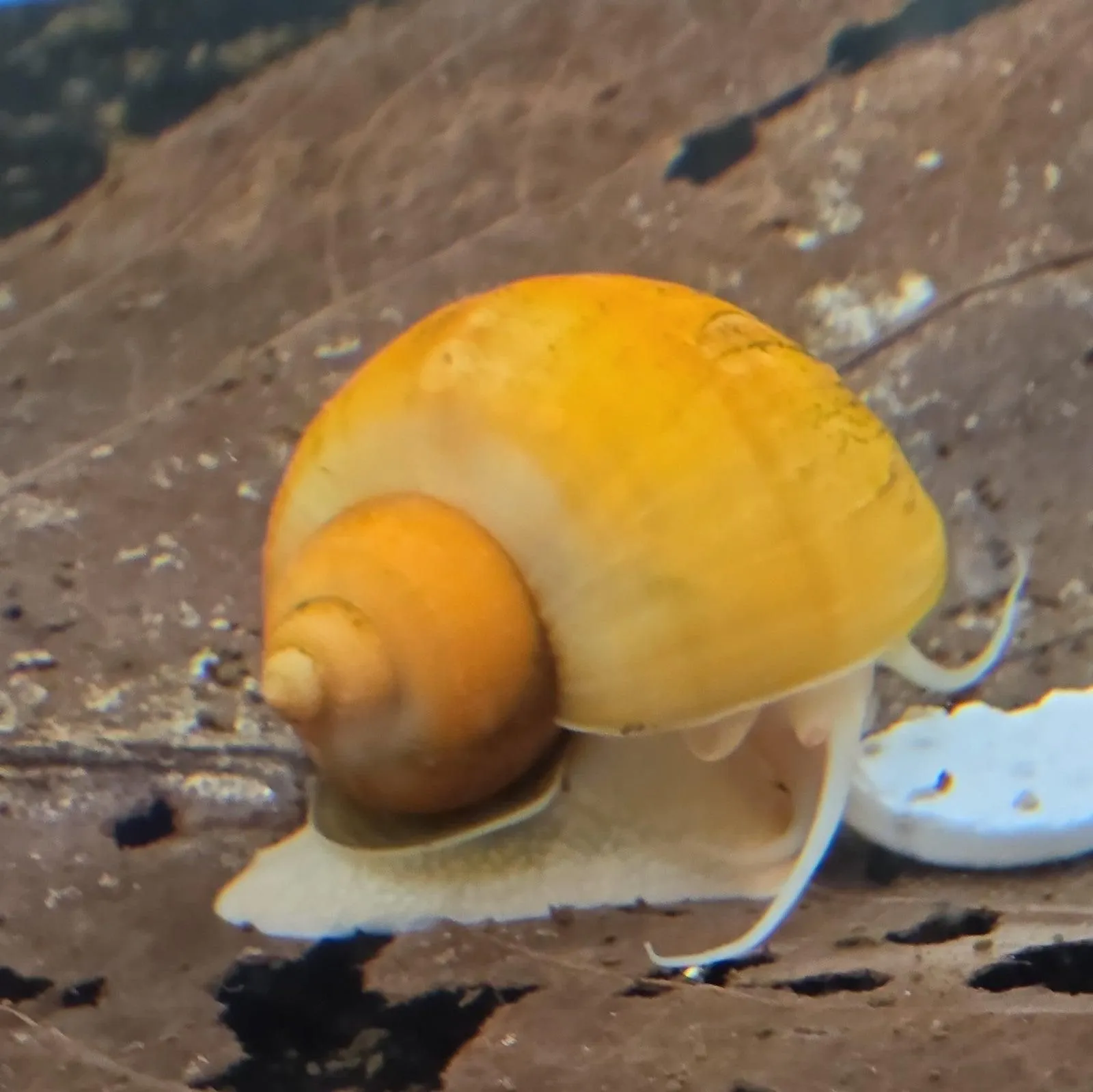 Gold Mystery Snails Freshwater, Tank Bred.  6pk Nickel Size Plus