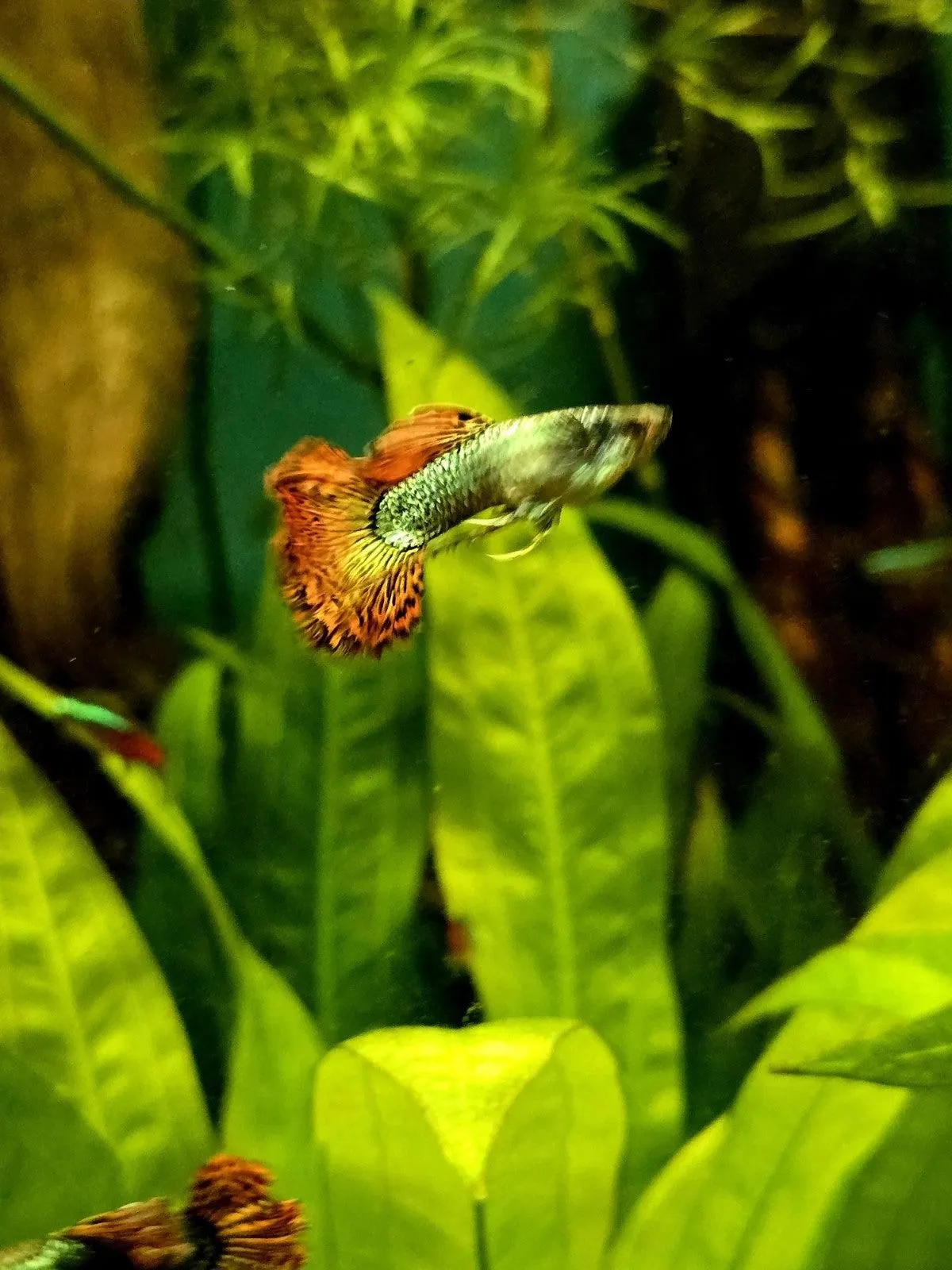 Red Dragon Guppy Breeding Pair – 1 Male / 1 Female