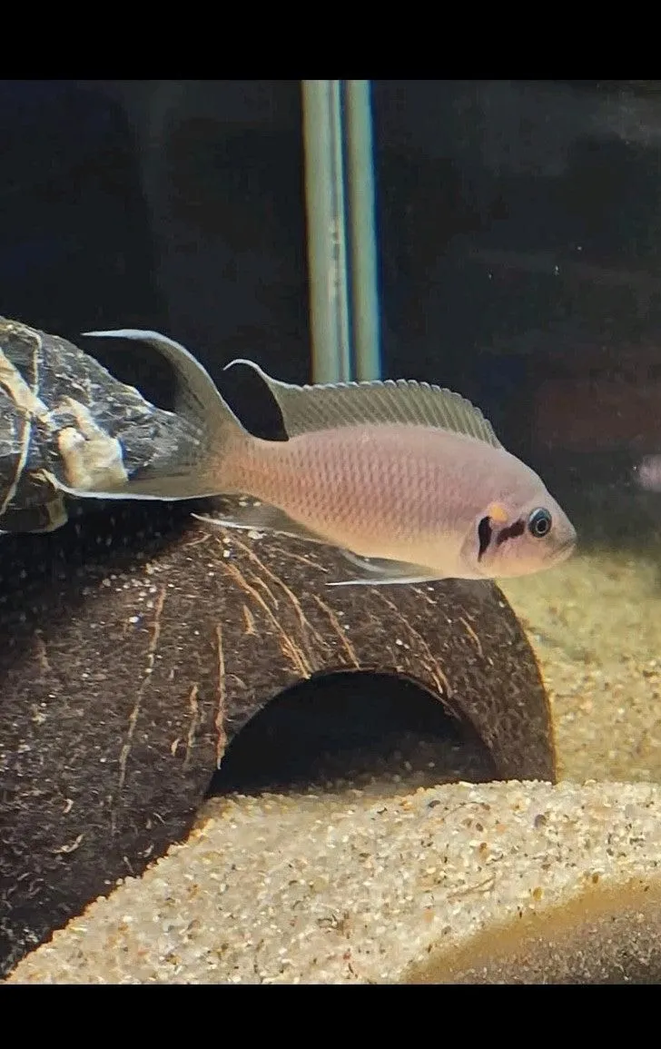 Neolamprologus Pulcher (Fairy Cichlid) – 6 Pack Unsexed – Tank Raised