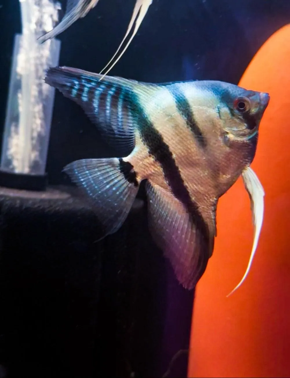Angelfish "Cobalt Blue" — 3 Pack, Quarter Size+