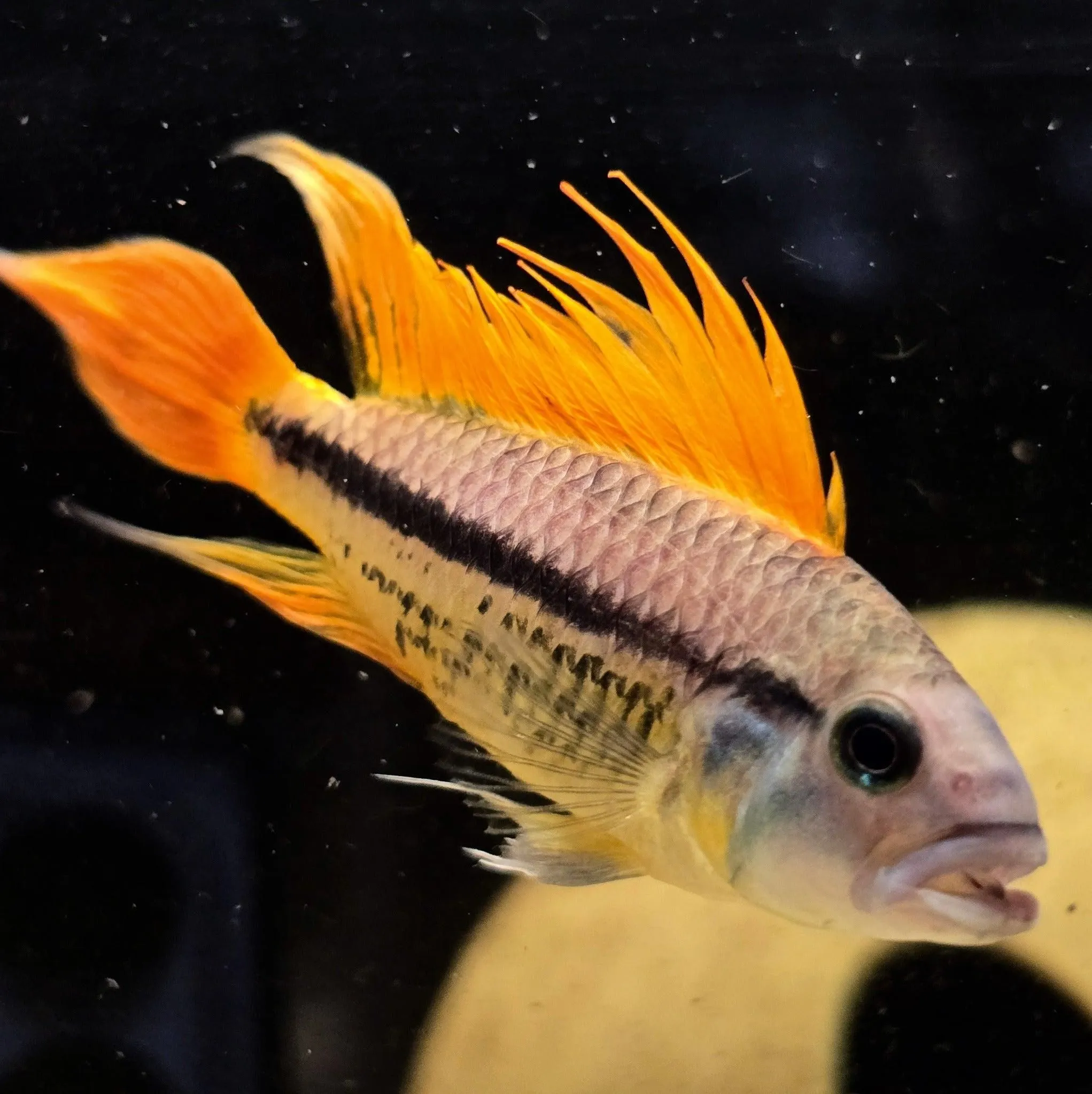 Apistogramma cacatuoides Orange Flash Pair - 1 Male / 1 Female