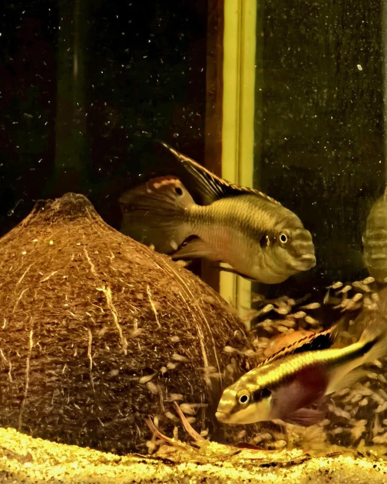 Kribensis Cichlid Pair – 1 Male / 1 Female (Pelvicachromis pulcher) Ready to Spawn!