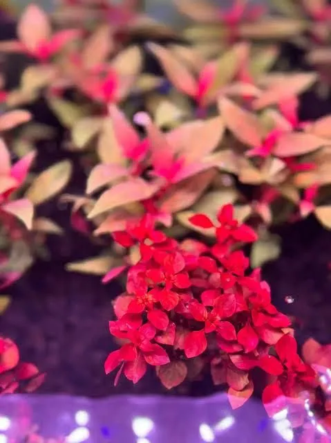 Ludwigia Super Red Mini