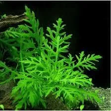 Water Wisteria