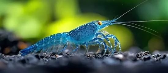 Mini Mexican Blue Lobster