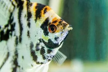 Tricolor Angelfish