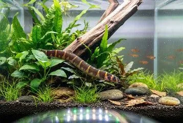 Khuli Loach