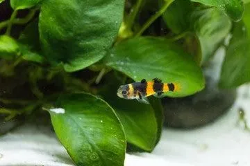 Bumblebee Goby
