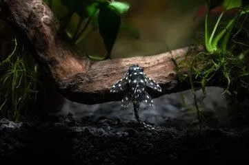 Snowball Pleco