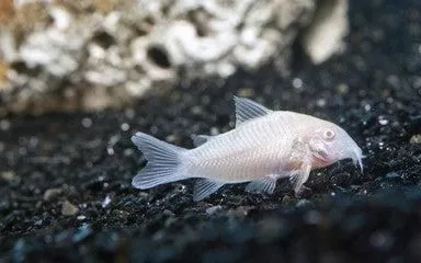 Albino Corydora