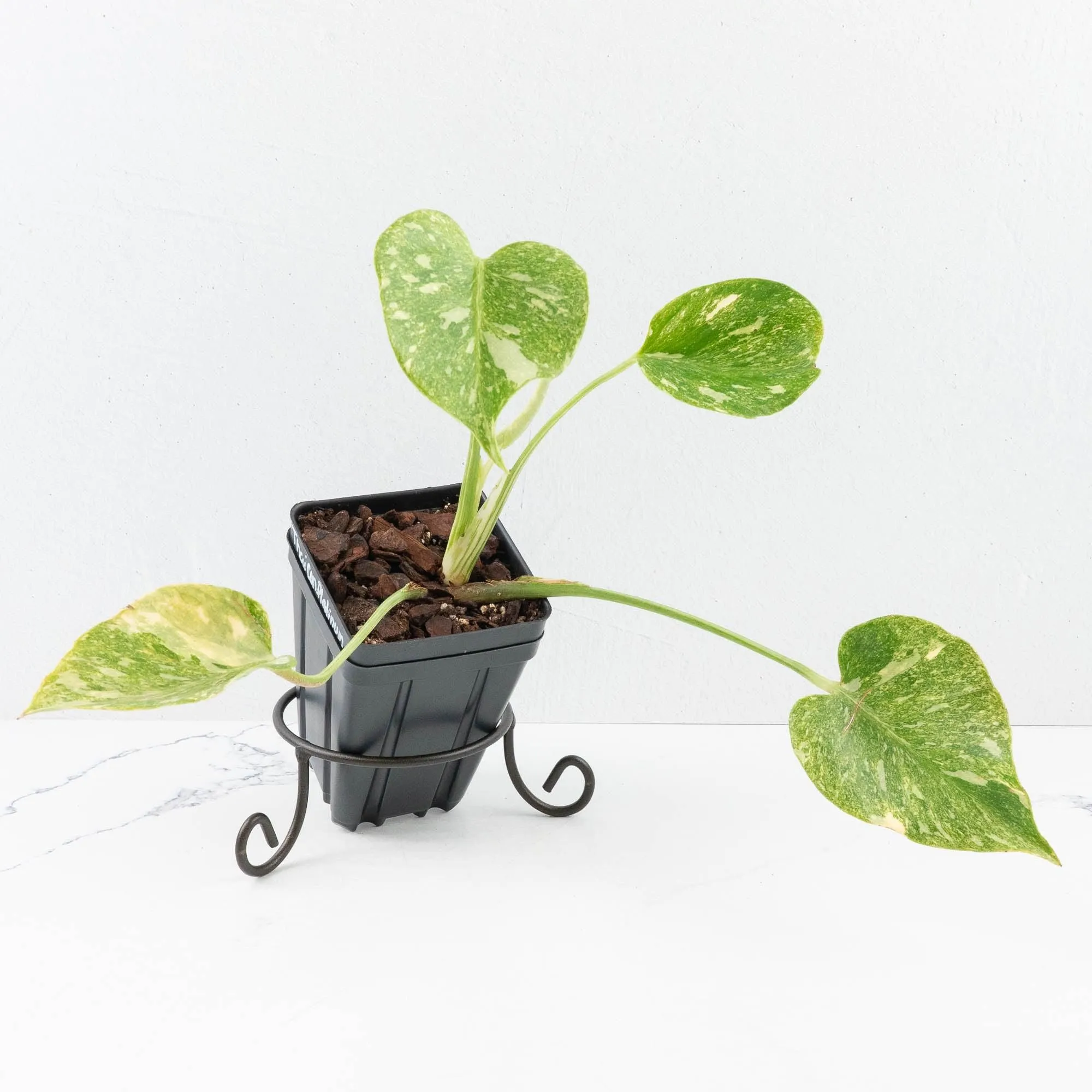 Monstera Deliciosa Thai Constellation 'Platinum' (wk32-E)
