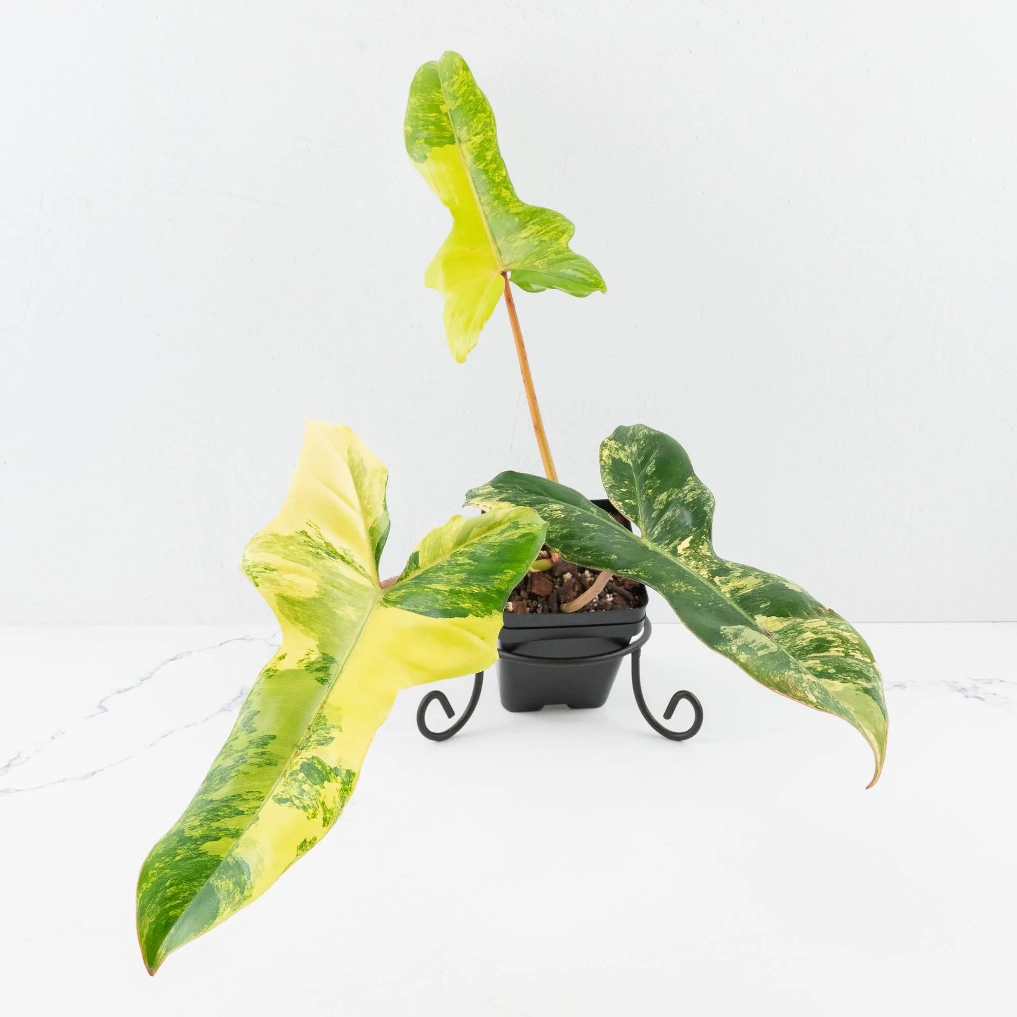 Philodendron 'Florida Beauty' x 'Billietiae' (wk32-J)