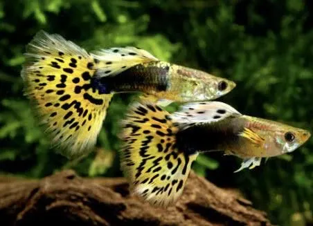 Leopard tuxedo guppy pair