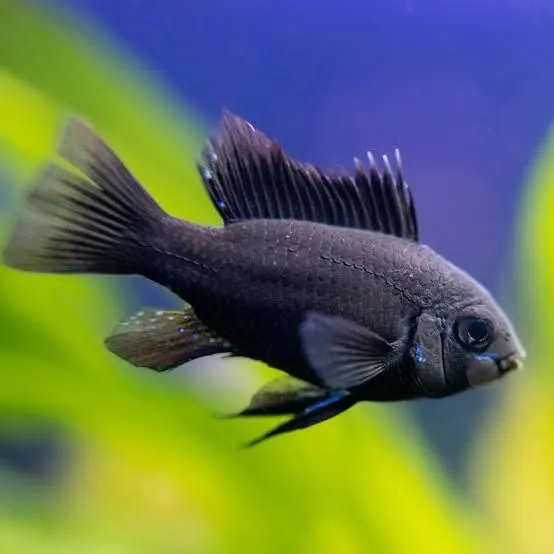 Black ram