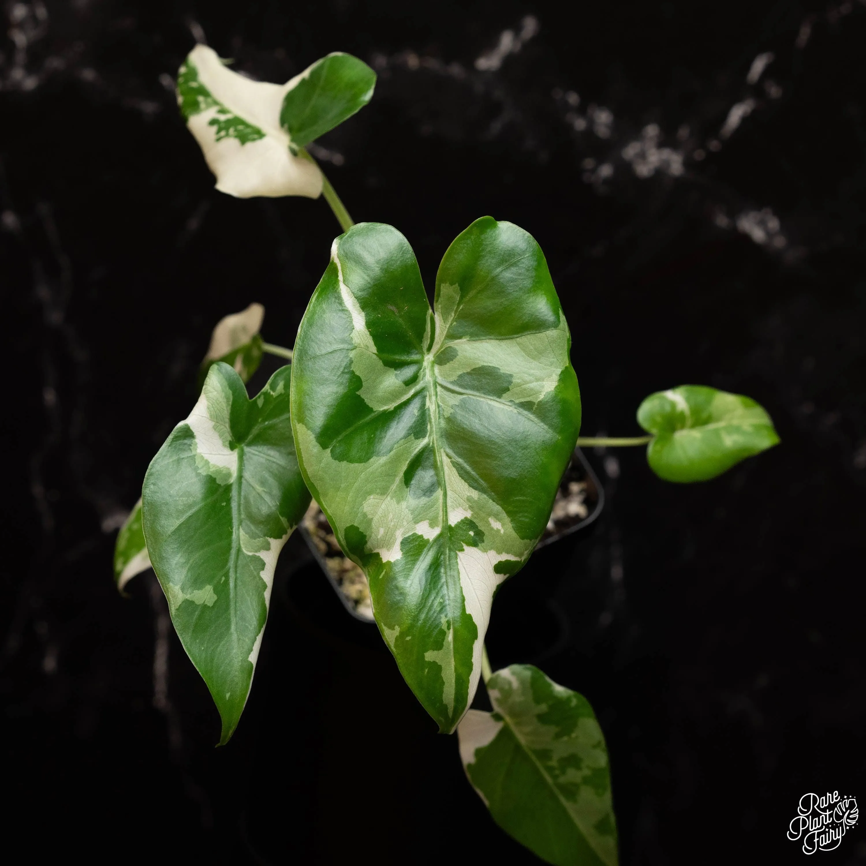 Alocasia odora 'Okinawa Silver' albo variegated