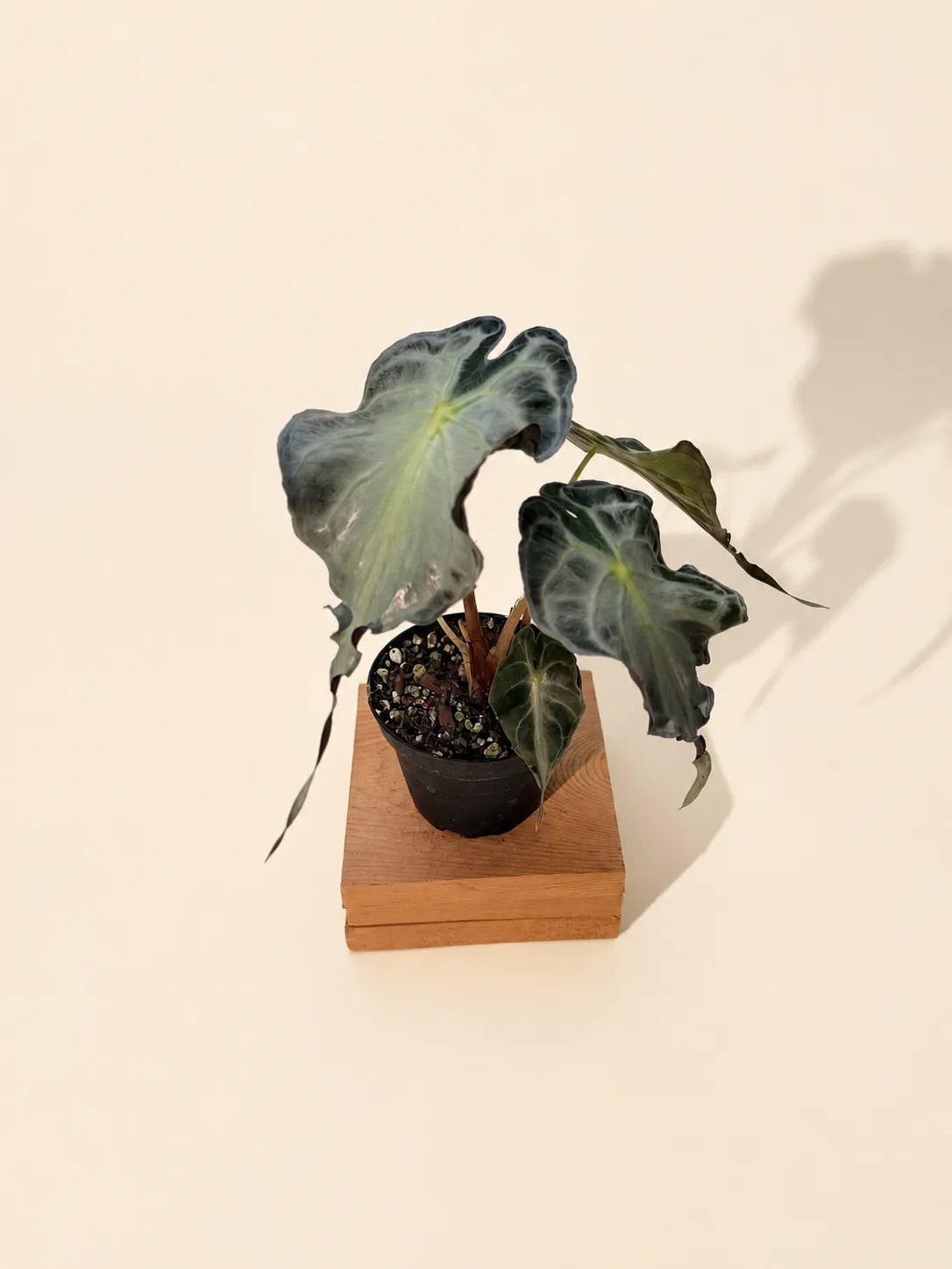 4" Alocasia 'Venom'