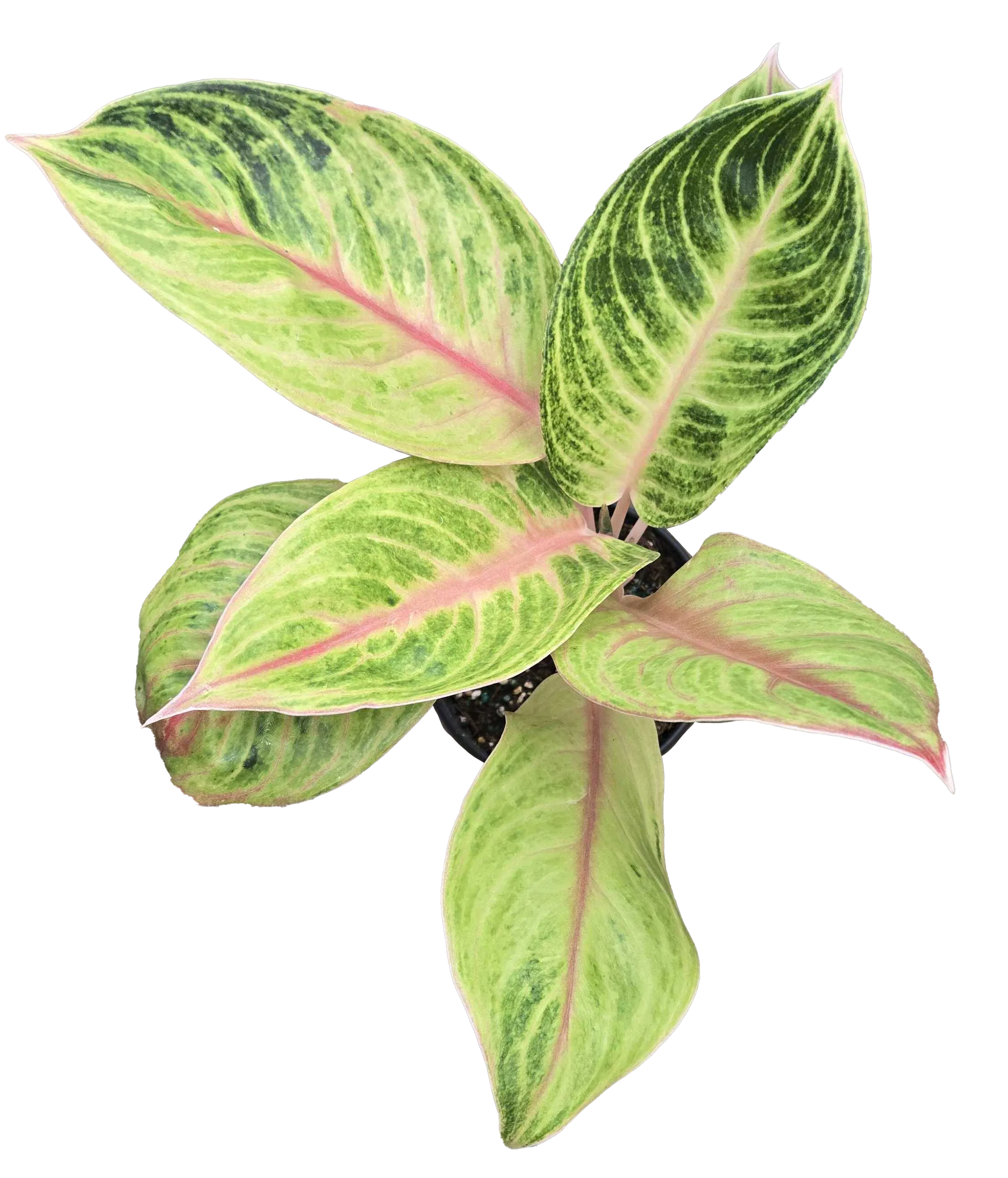 Aglaonema Amber 4 inch Grower Pot
