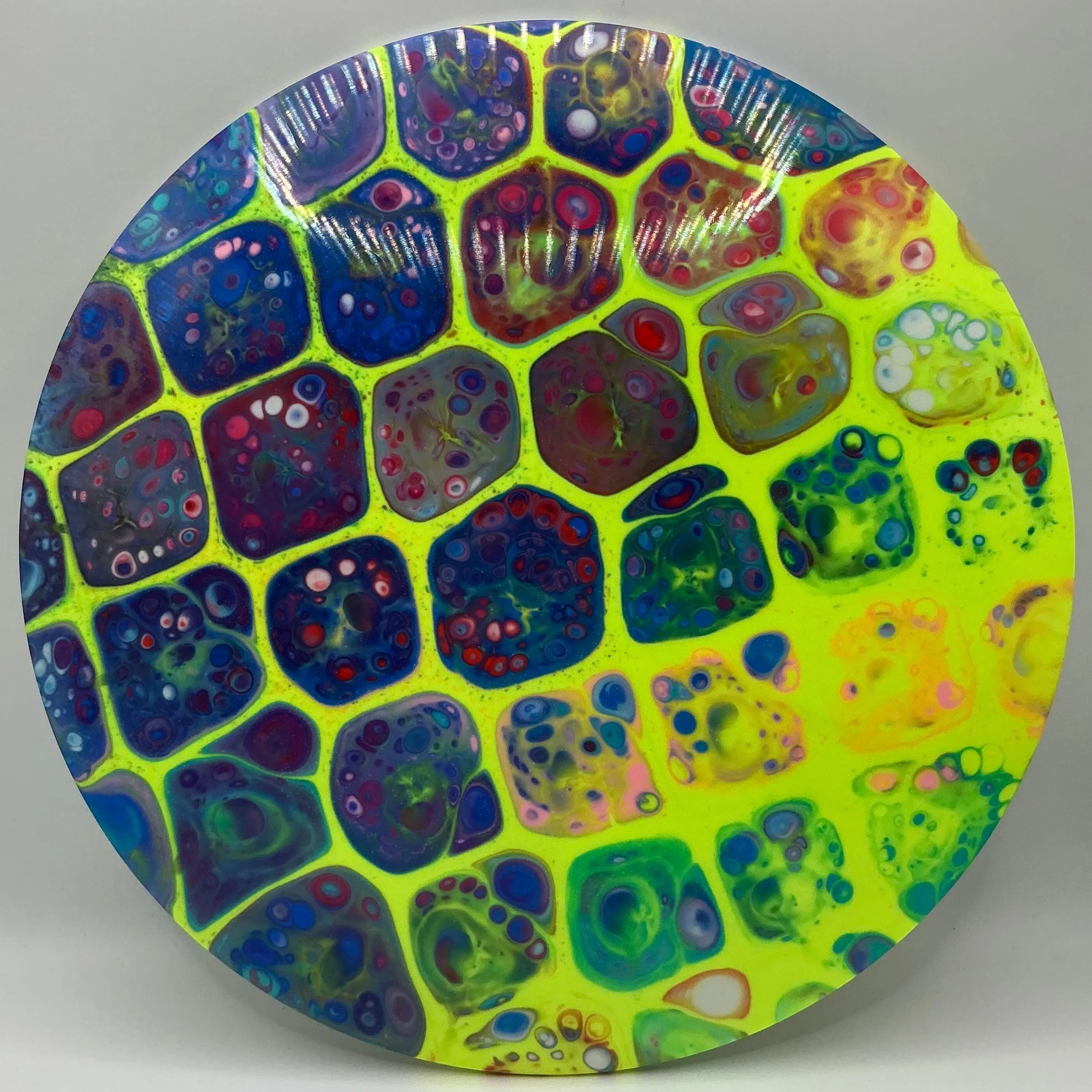 Dolfin Dyed Westside Tournament Bear
