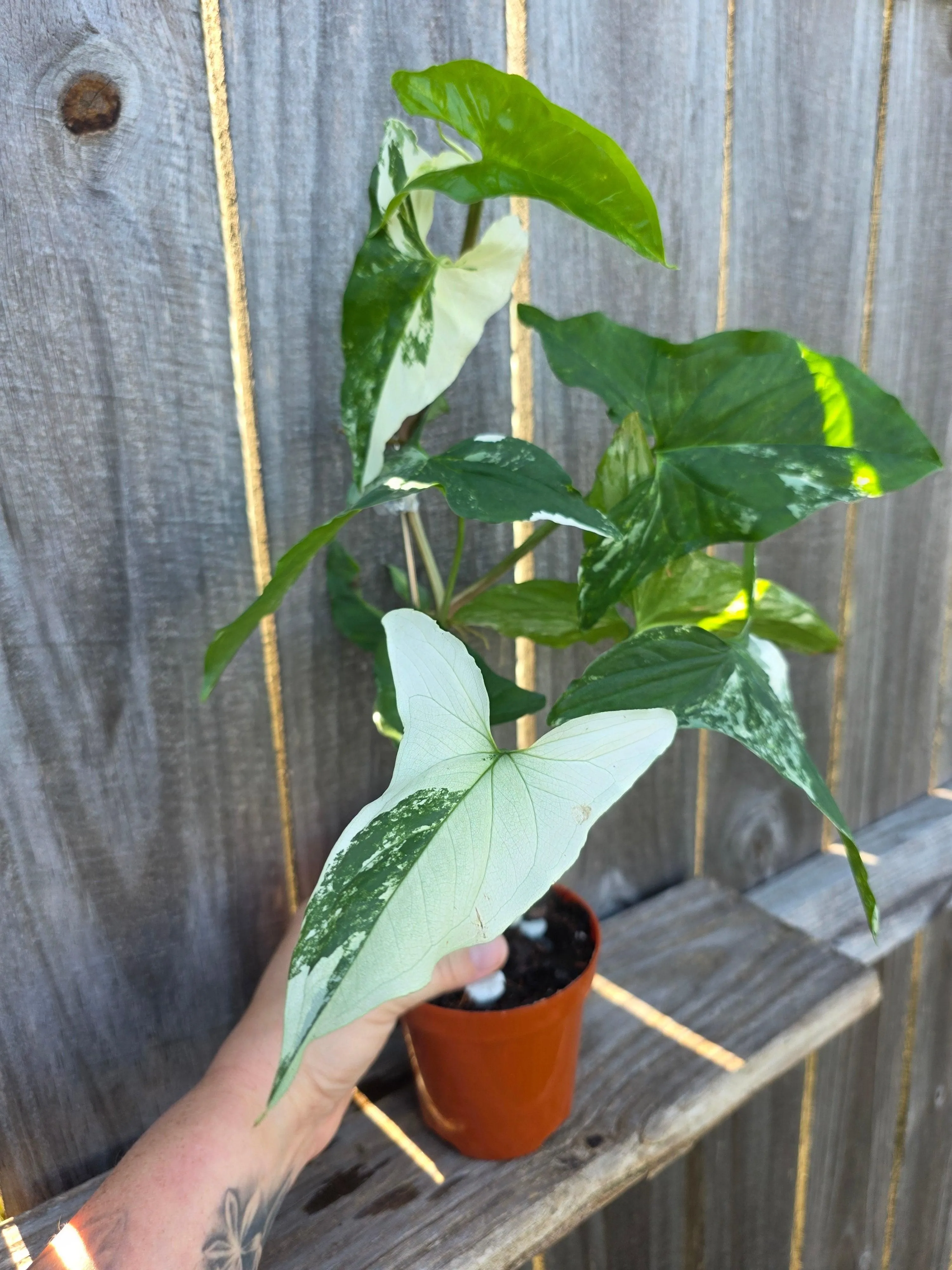 Syngonium Albo Variegata 4"