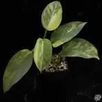 Philodendron Variegated Silver Sword Tissue Culture