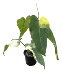 Philodendron Domesticum Variegated 4 inch Grower Pot