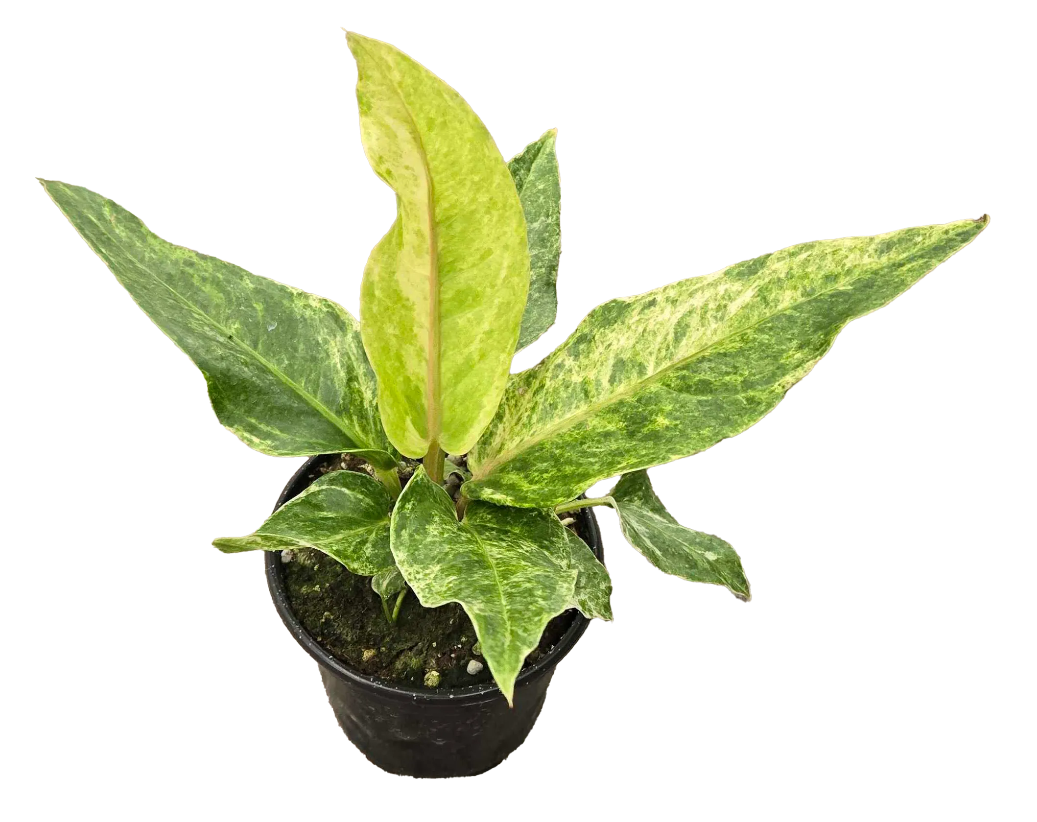 Anthurium Hookeri Variegated 4in Grow Pot